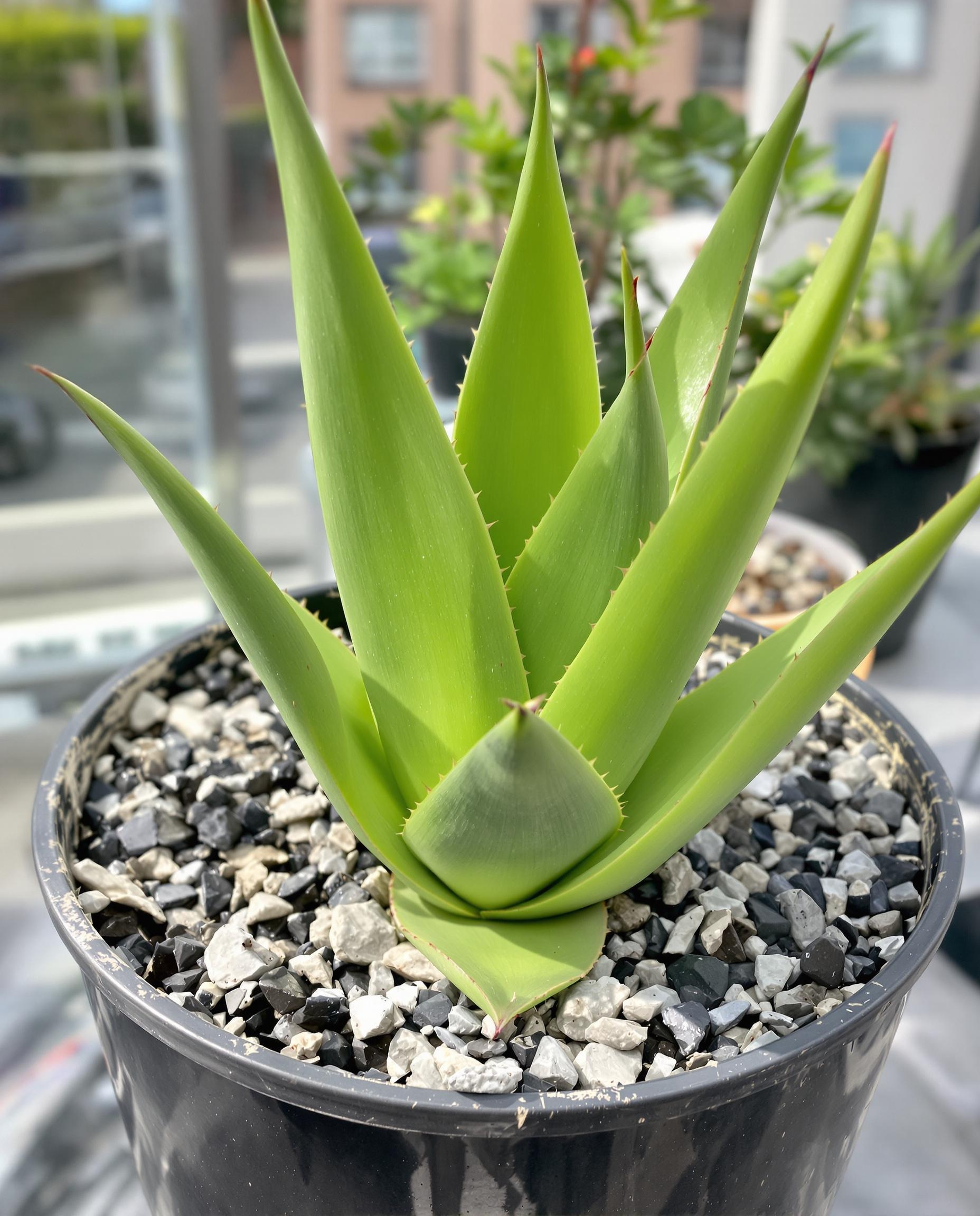 Agave americana fraîchement rempoté dans un substrat minéral sur un balcon urbain