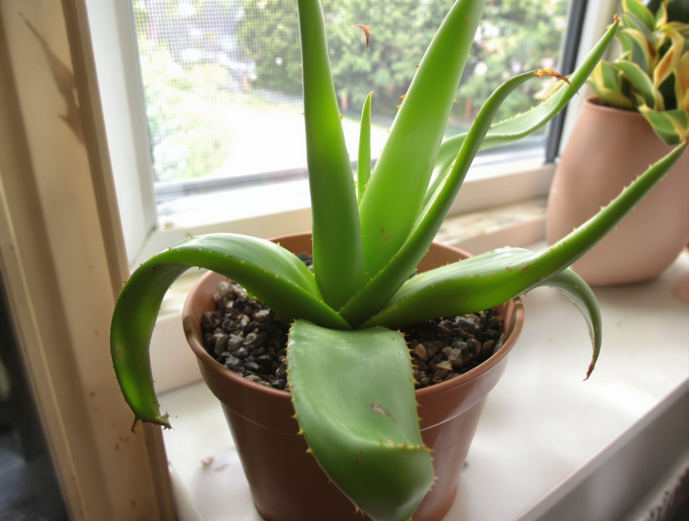 Aloe vera feuilles molles sur rebord de fenêtre