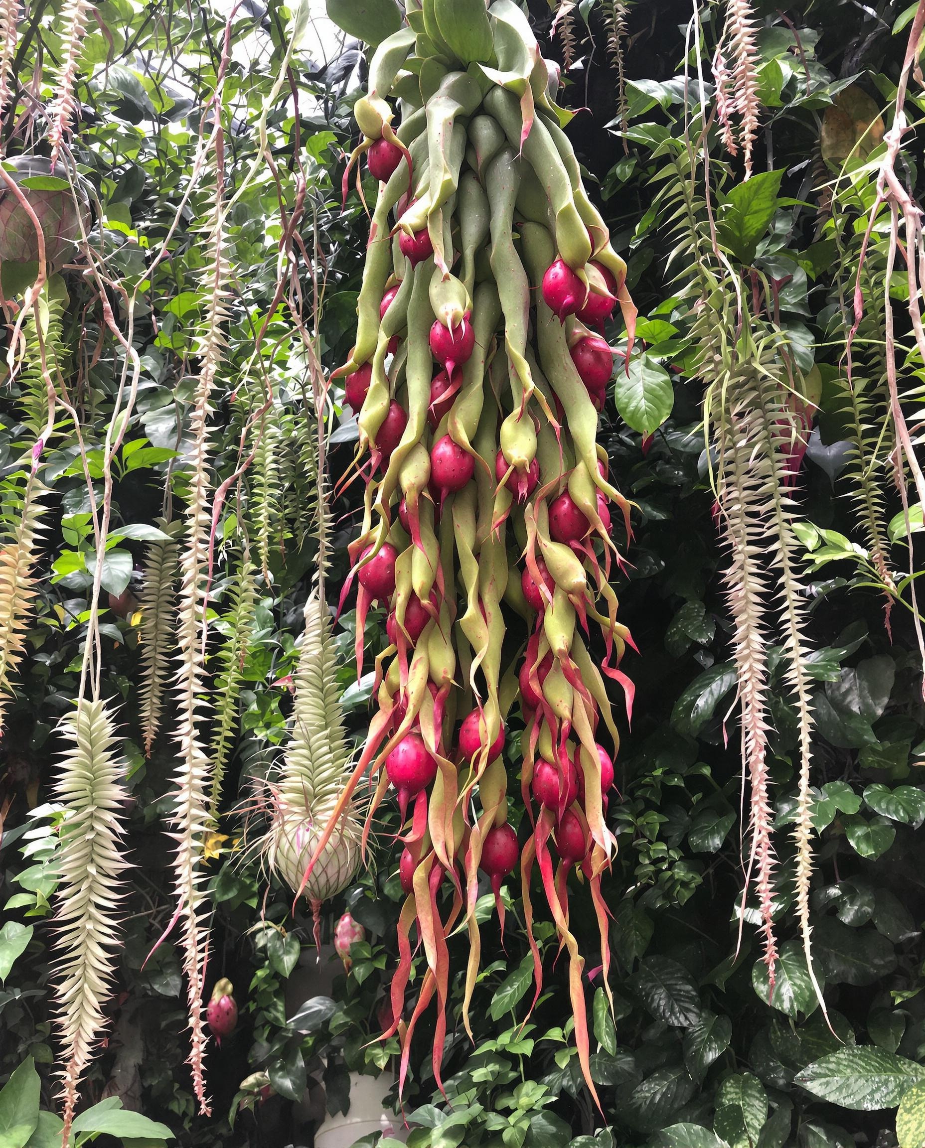 Hylocereus undatus (fruit du dragon) et Rhipsalis baccifera dans une ambiance de jungle tropicale.