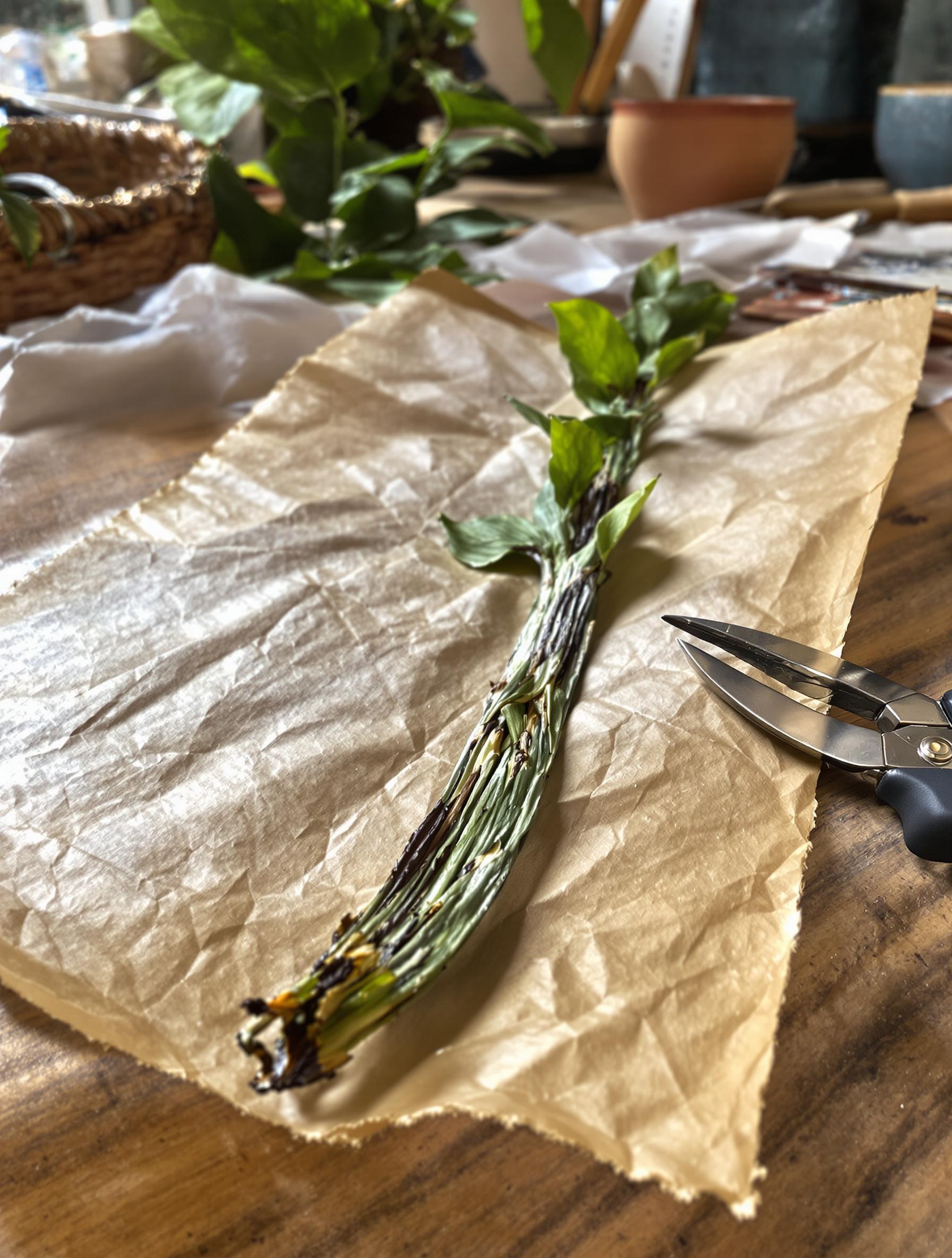 Bouture fraîche de vanille 30 cm, séchage artisanal, sécateur en vue.
