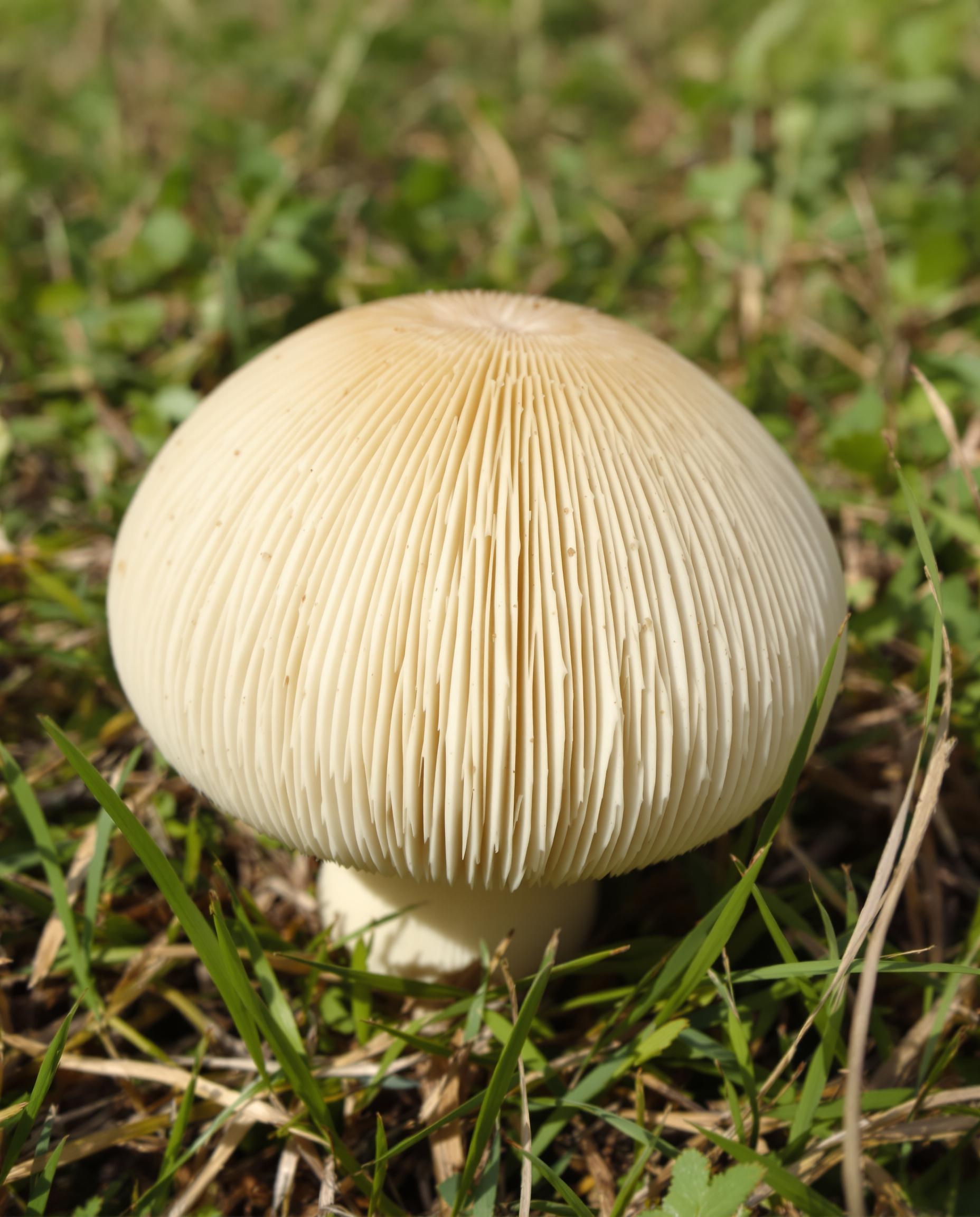 Chapeau d'Agaric des jachères bien blanc et légèrement jaunissant en prairie