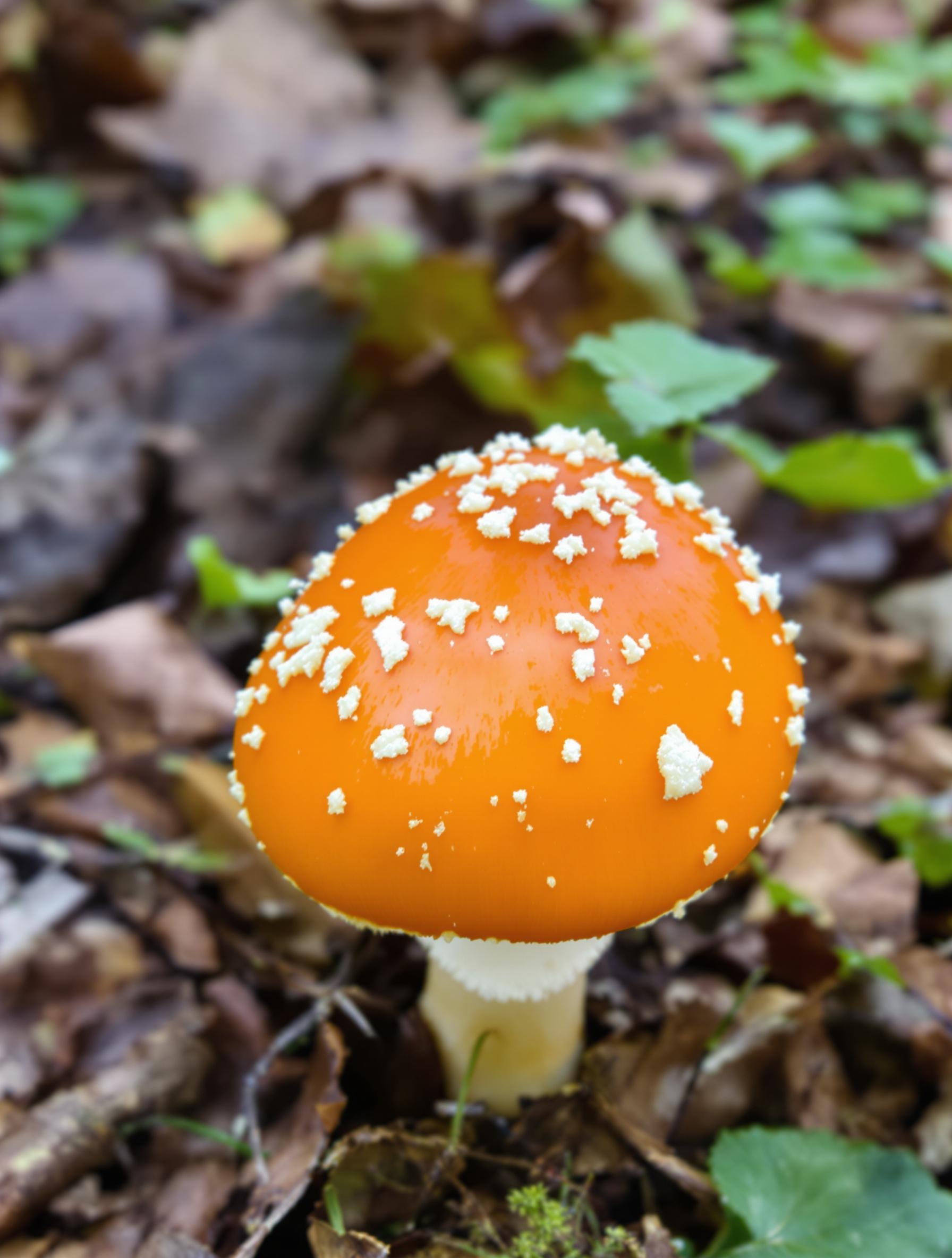 Chapeau de l'Oronge Amanita caesarea, orange vif et brillant dans une forêt