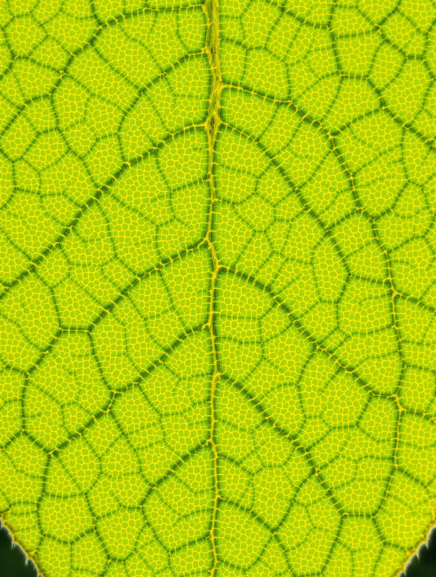 Gros plan d’une feuille de Citrus limon montrant des nervures vert foncé sur limbe jaune clair, signe typique de chlorose ferrique.