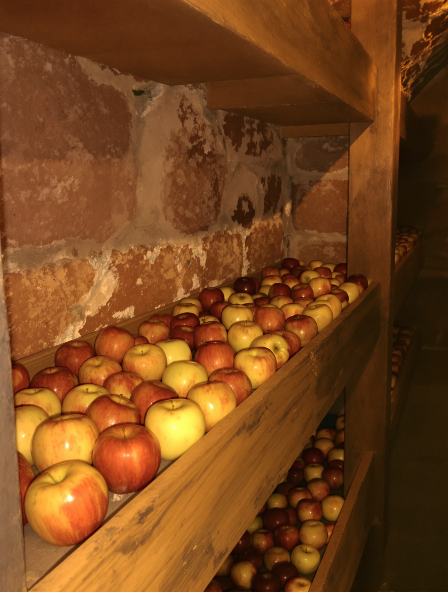 Clayette en bois de cave rustique, pommes espacées