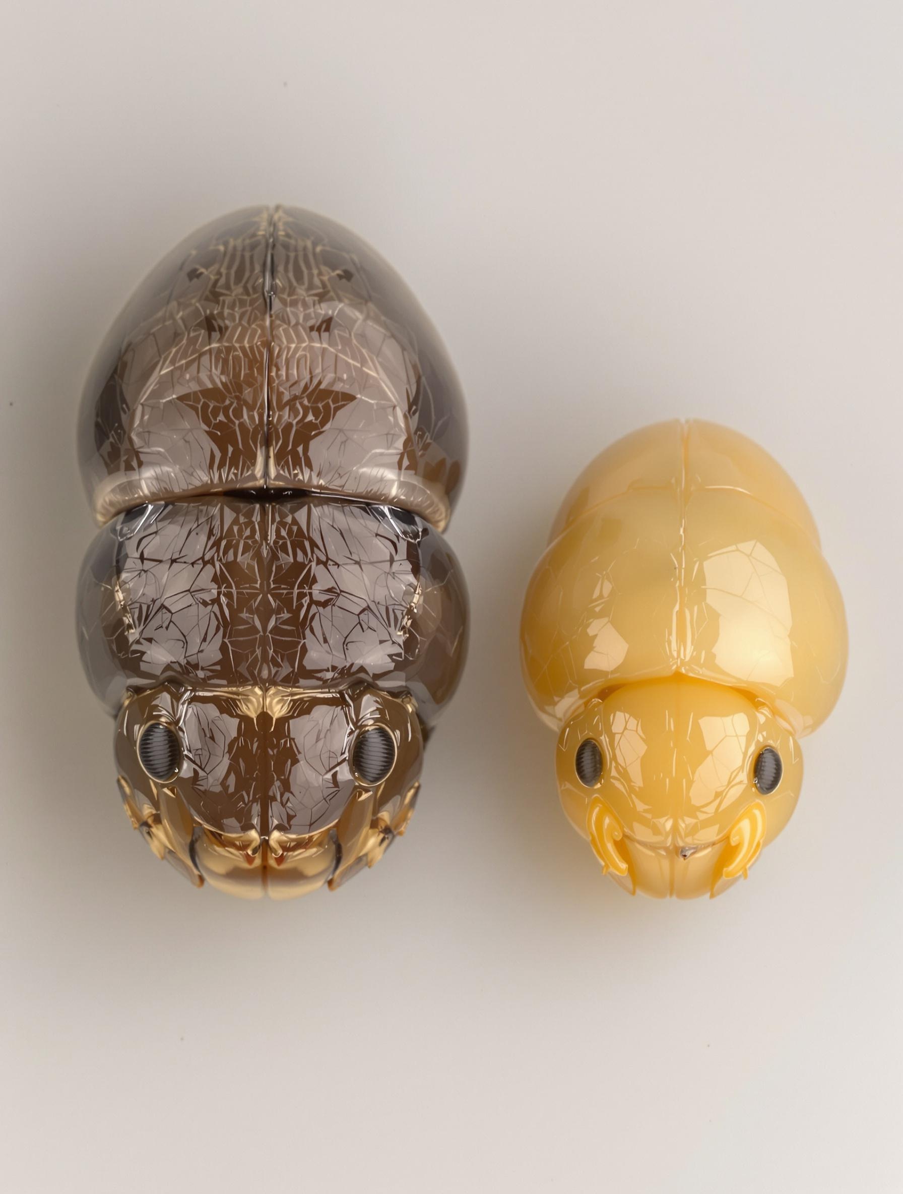 Comparaison entre la tête d'une cétoine et celle d'un hanneton