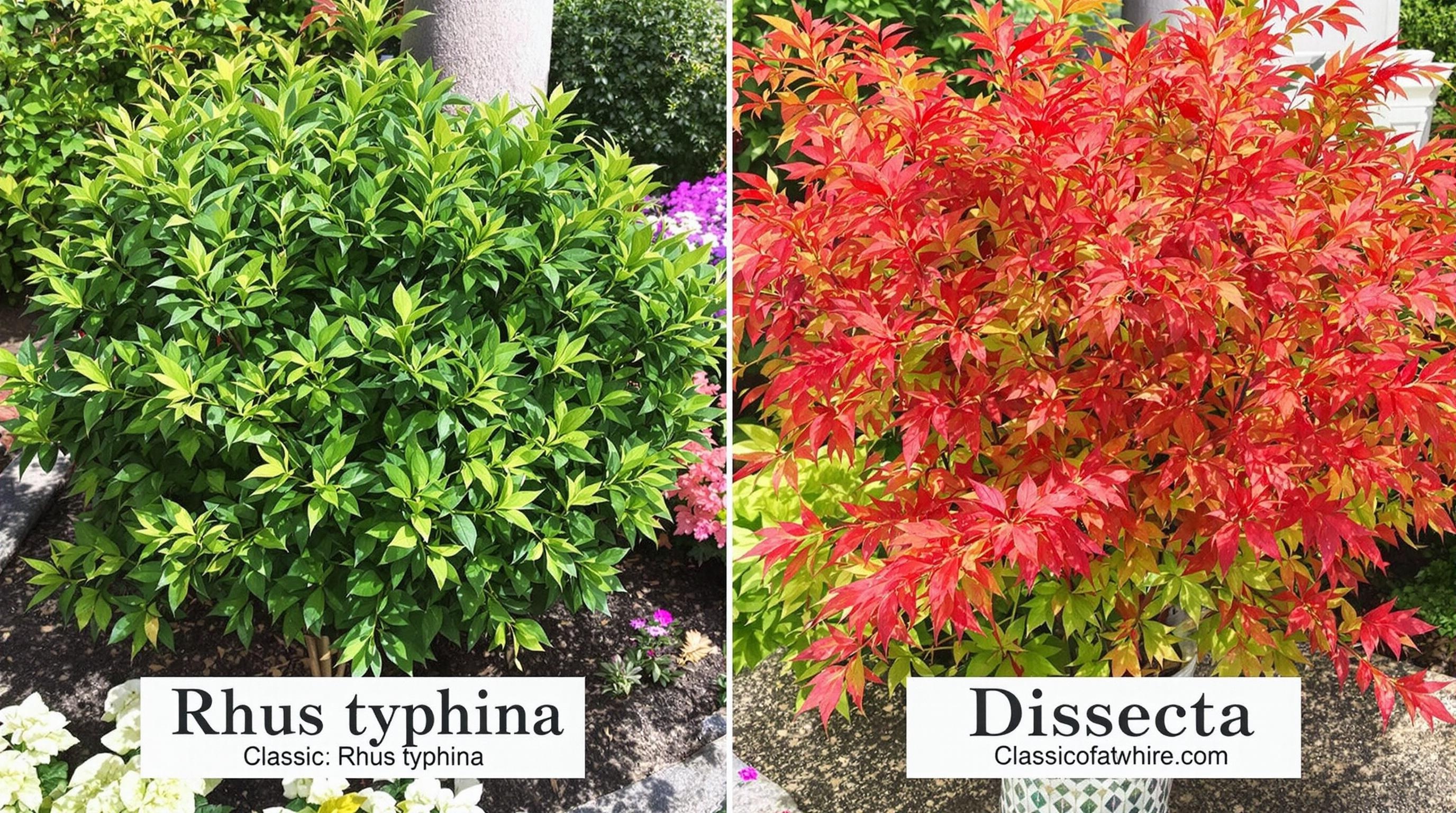 Comparaison entre Rhus typhina classique et dissecta avec feuillage découpé.