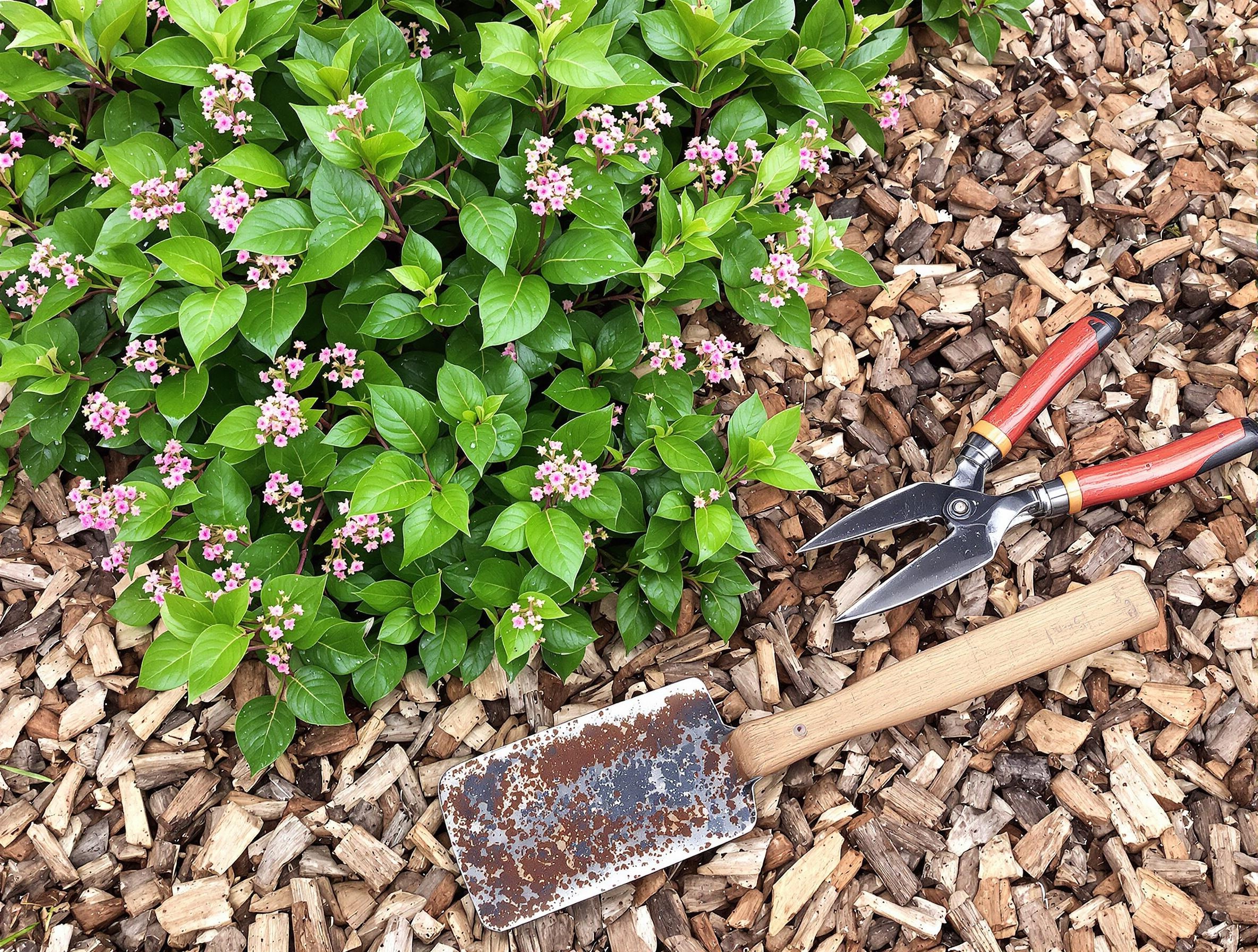 Paillage rustique pour Escallonia avec copeaux et outils