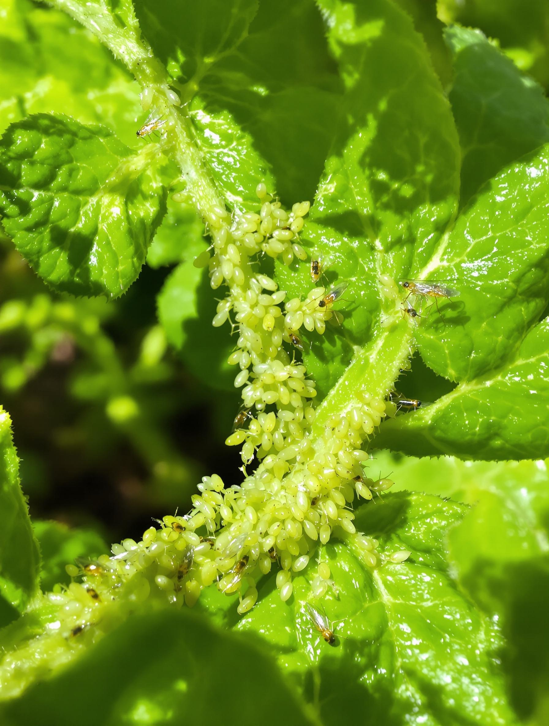 Feuilles de géranium citronnelle infestées de pucerons et aleurodes