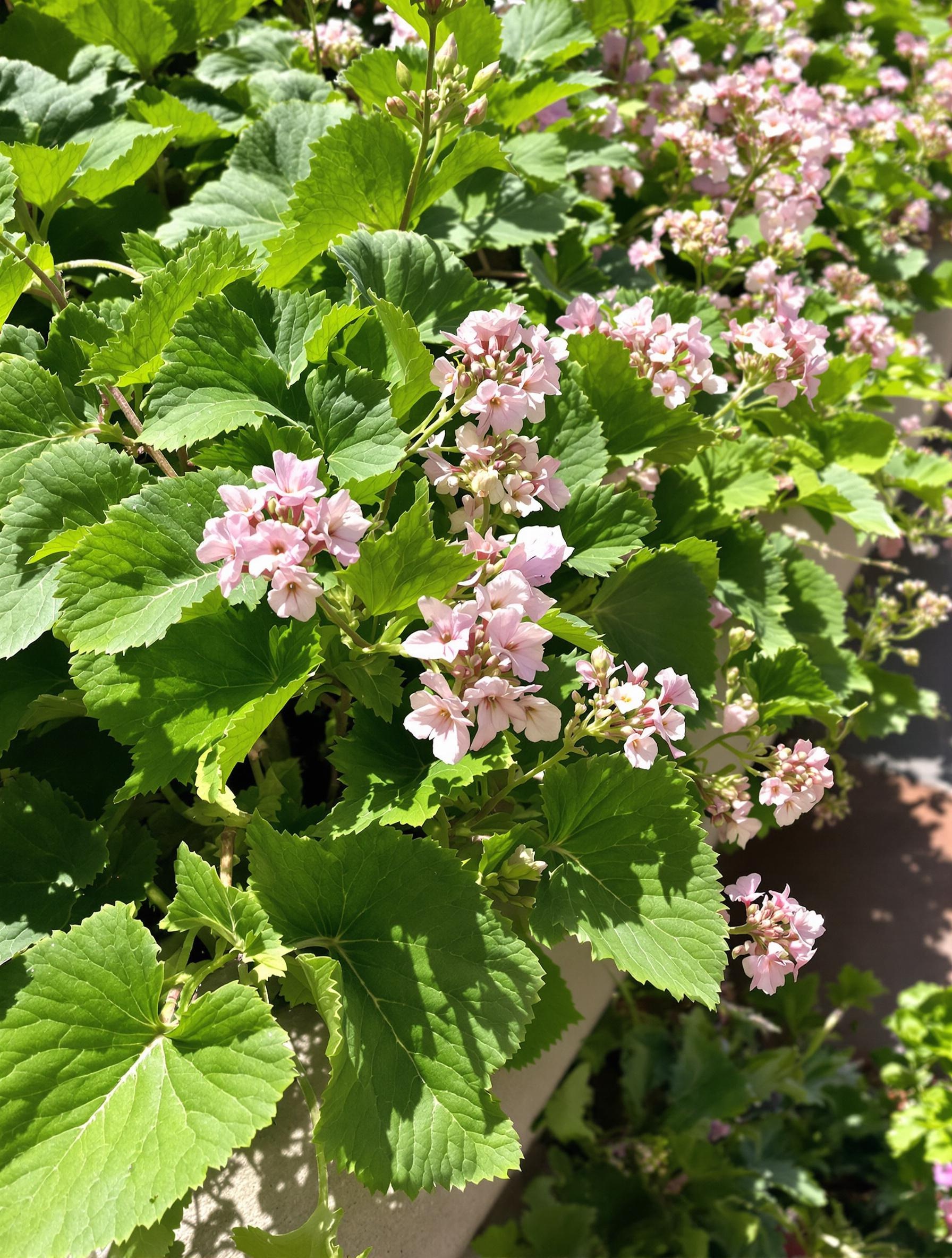Géranium citronnelle en pleine floraison en bordure de terrasse dans un jardin écologique