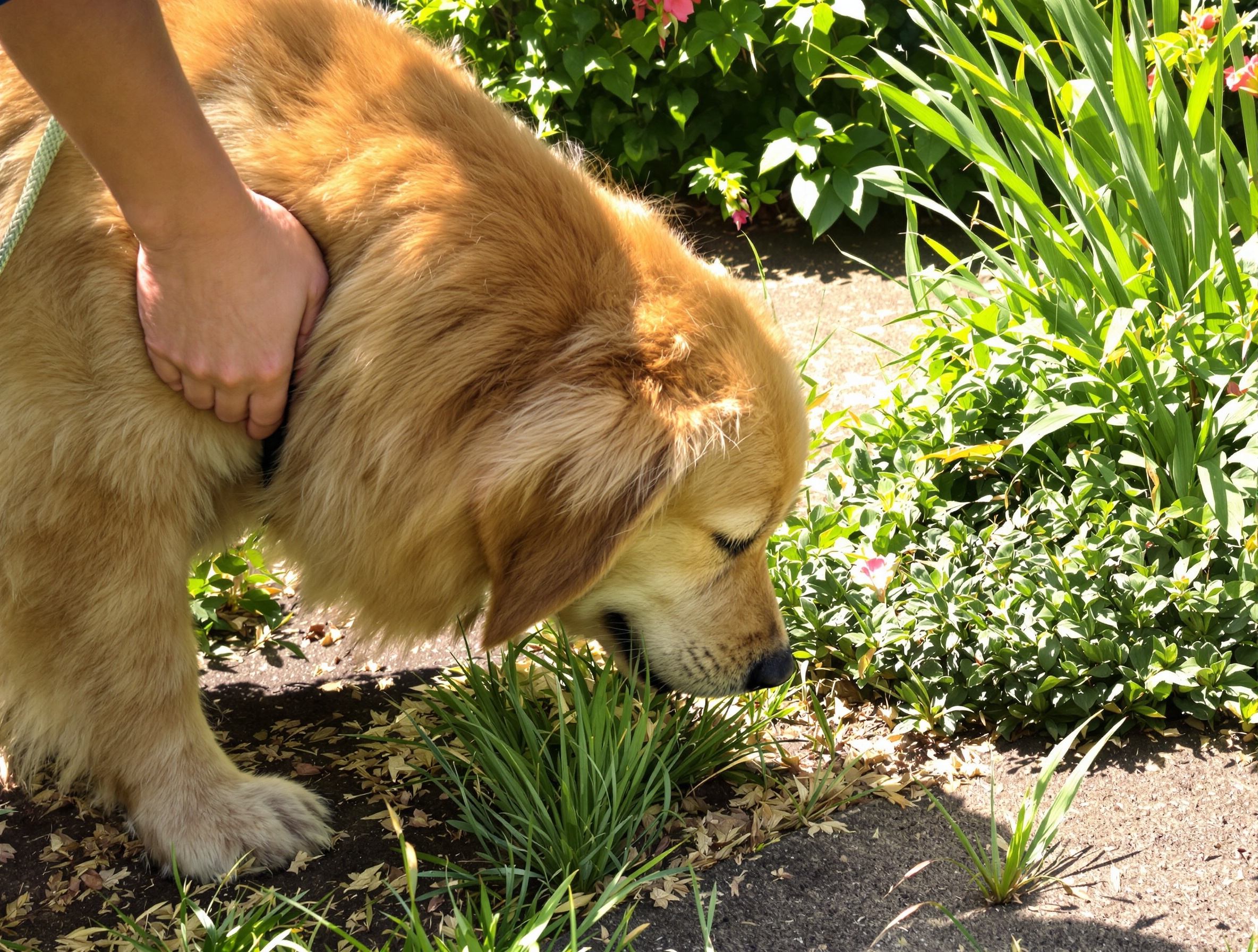 Un chien Golden Retriever renifle une zone fraîchement traitée du jardin pendant que son propriétaire le retient gentiment.
