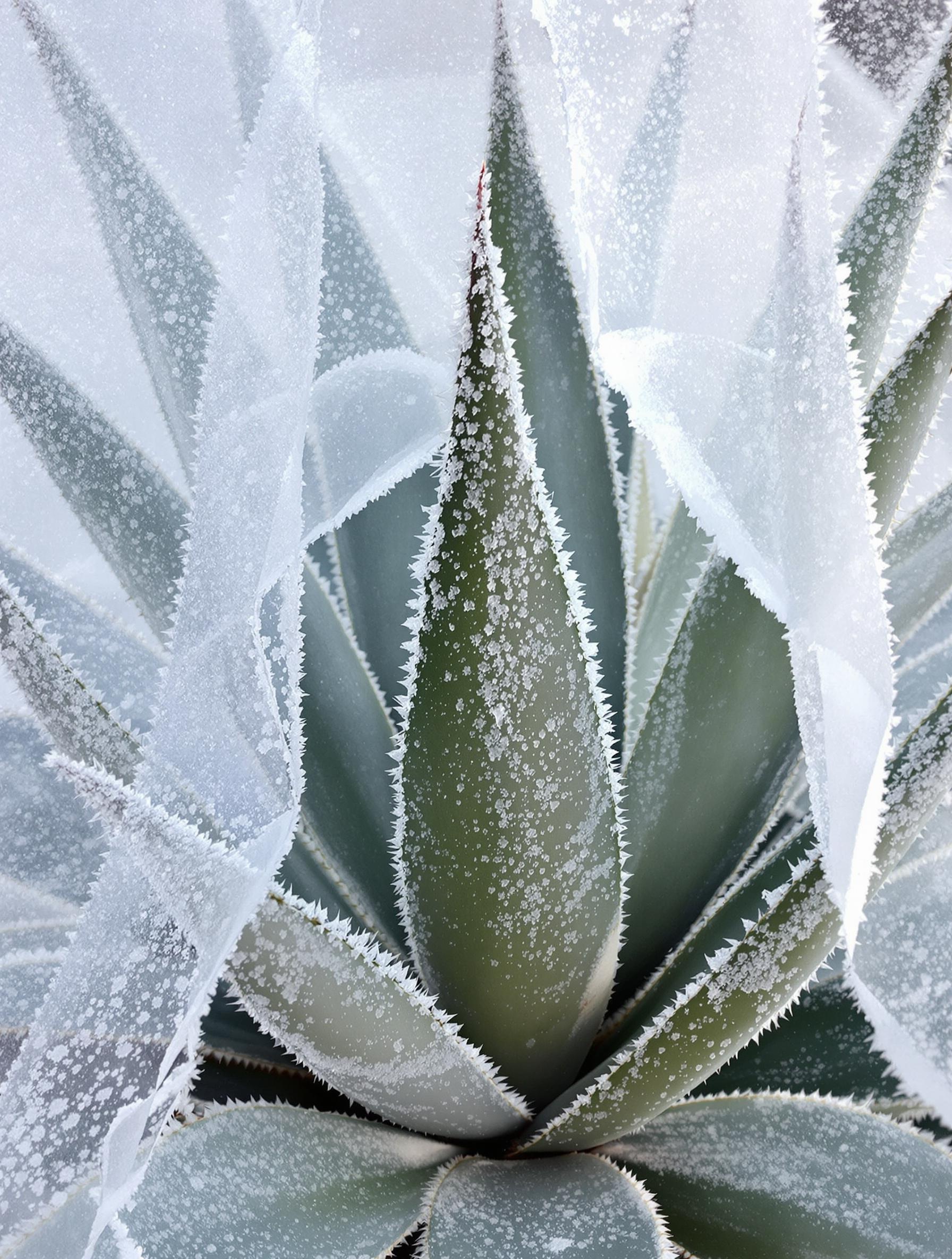 Agave americana protégé sous un voile contre le gel matinal