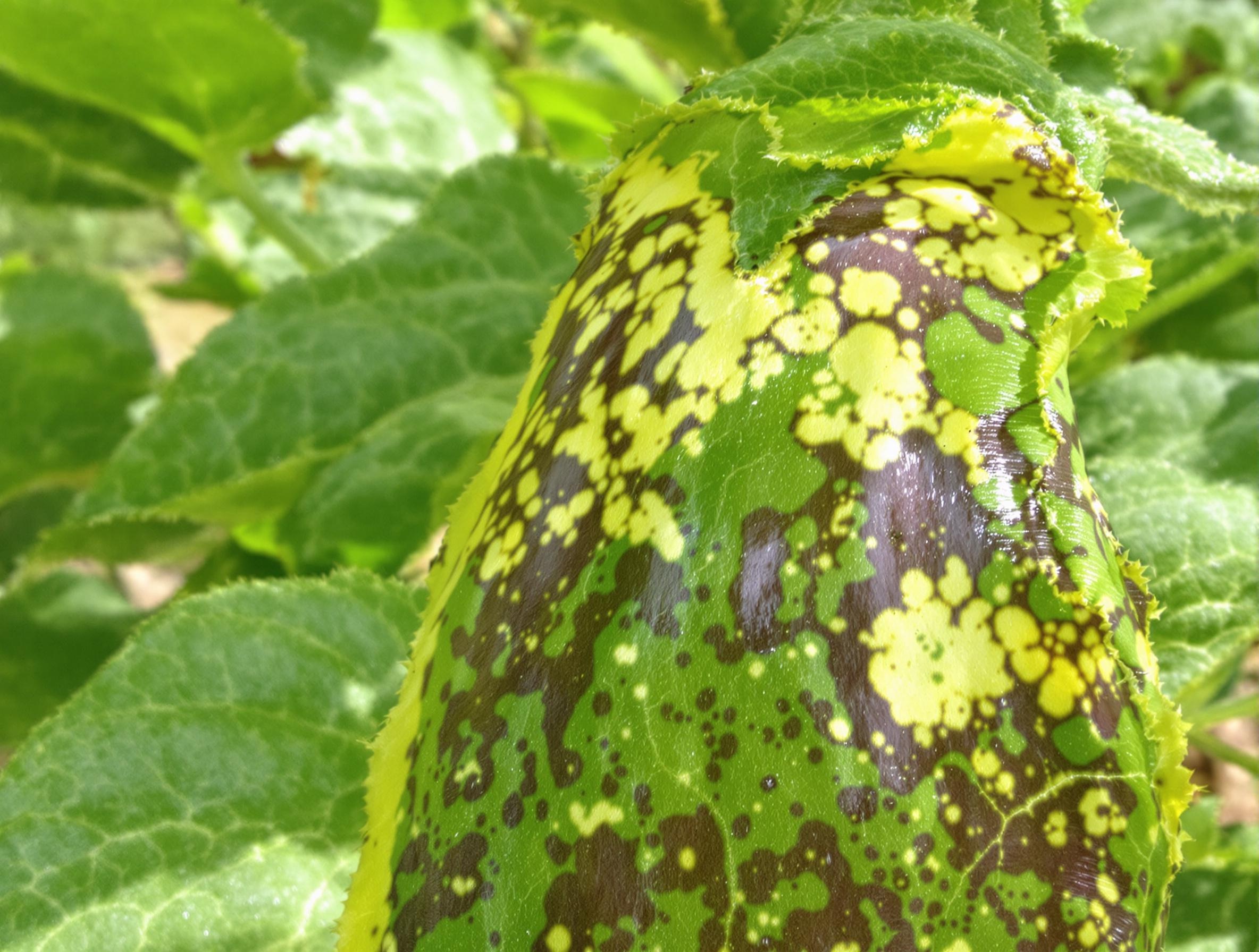Feuille d'aubergine montrant des symptômes de maladie ou de parasites