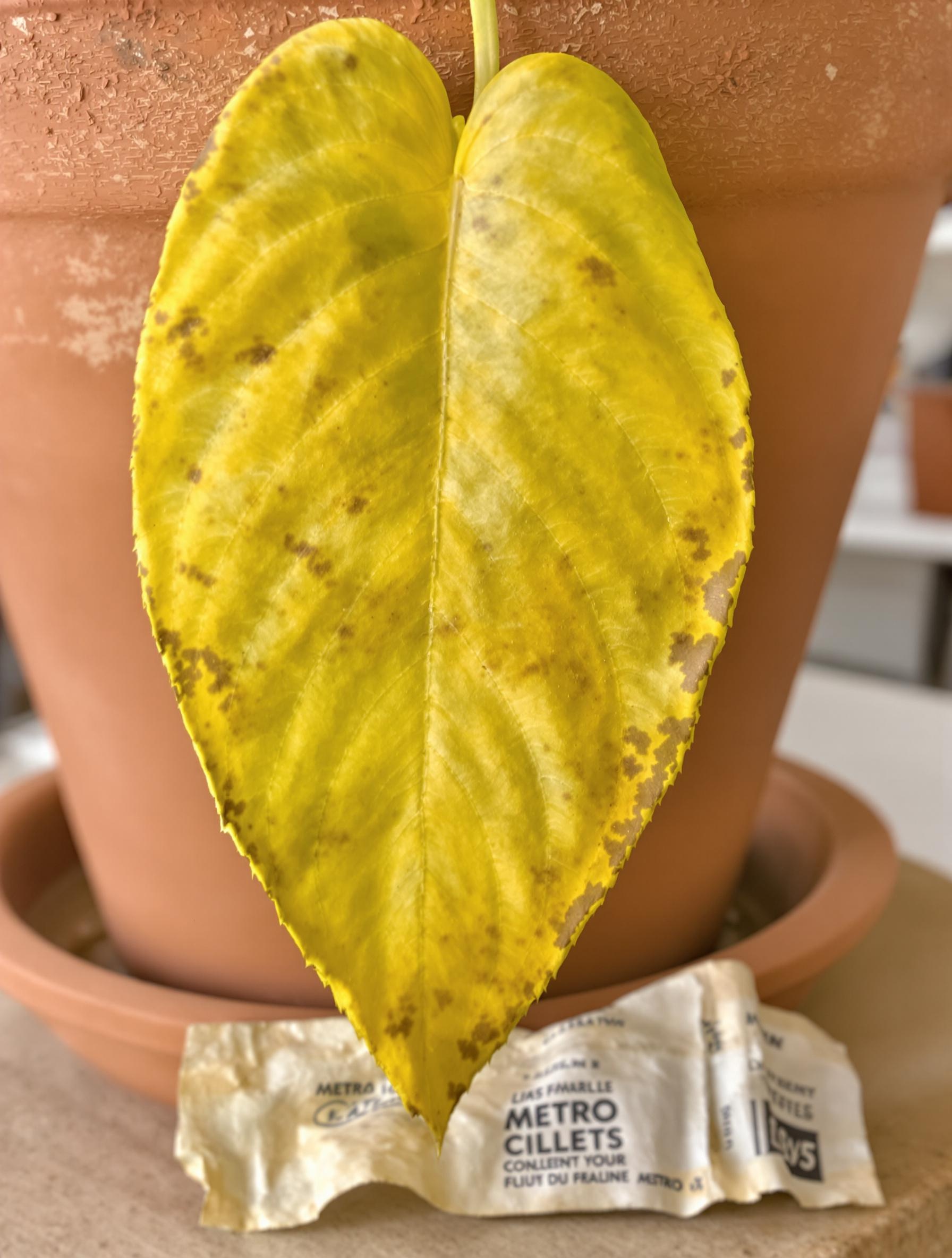 Feuille de flamboyant chlorosée