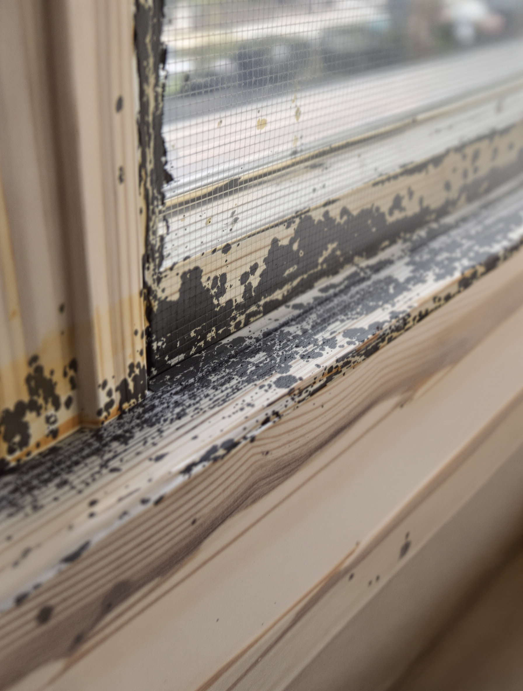 Joint de fenêtre bois taches moisissure noire situation courante non alarmante
