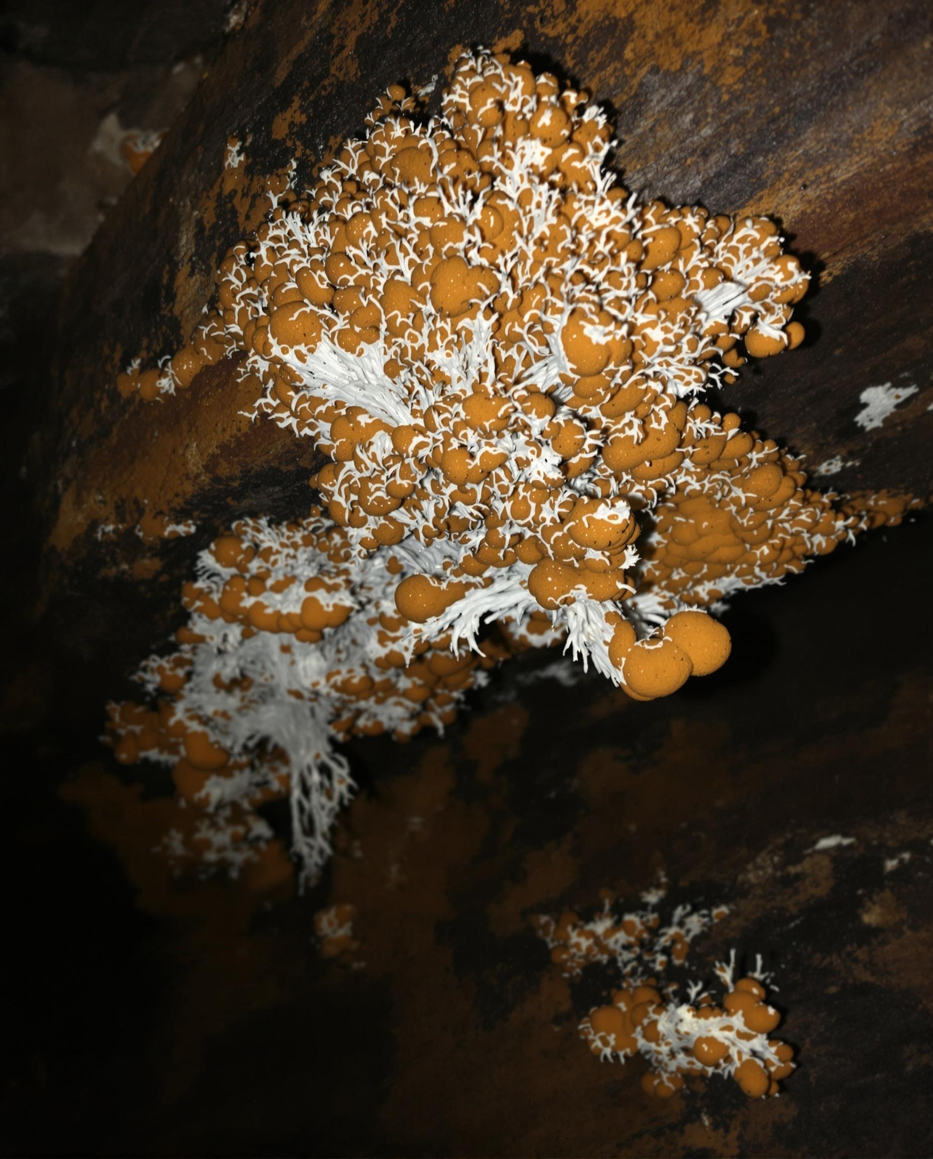 Mérule envahissant une poutre de cave, filaments blanchâtres visibles sous éclairage.