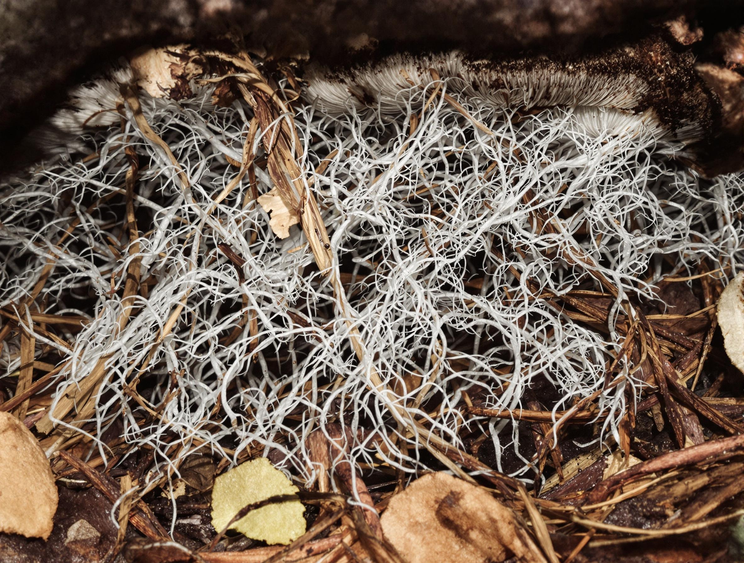 Symbiose entre les racines de pin et le mycélium du Bolet granulé