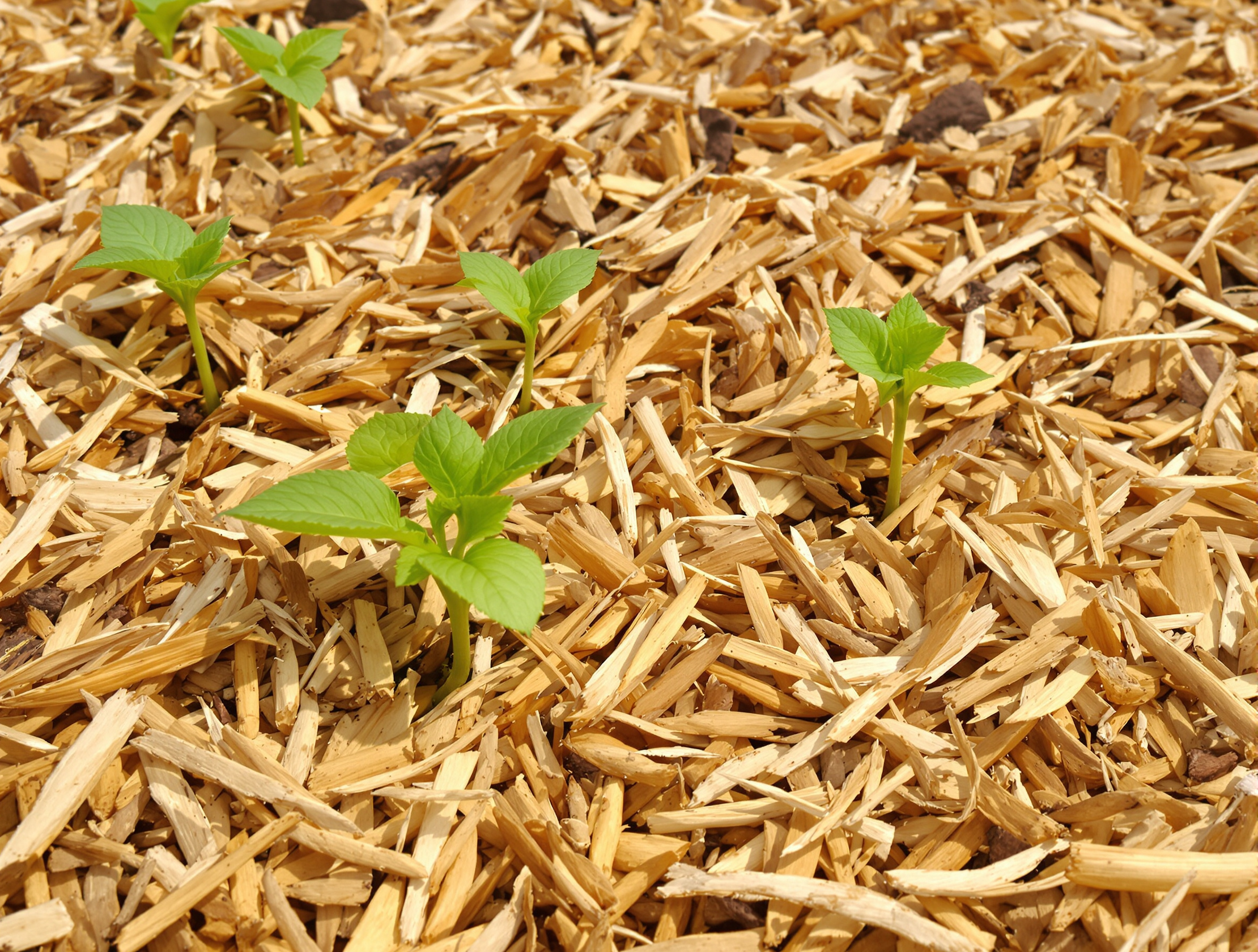 paillage potager efficace contre les mauvaises herbes