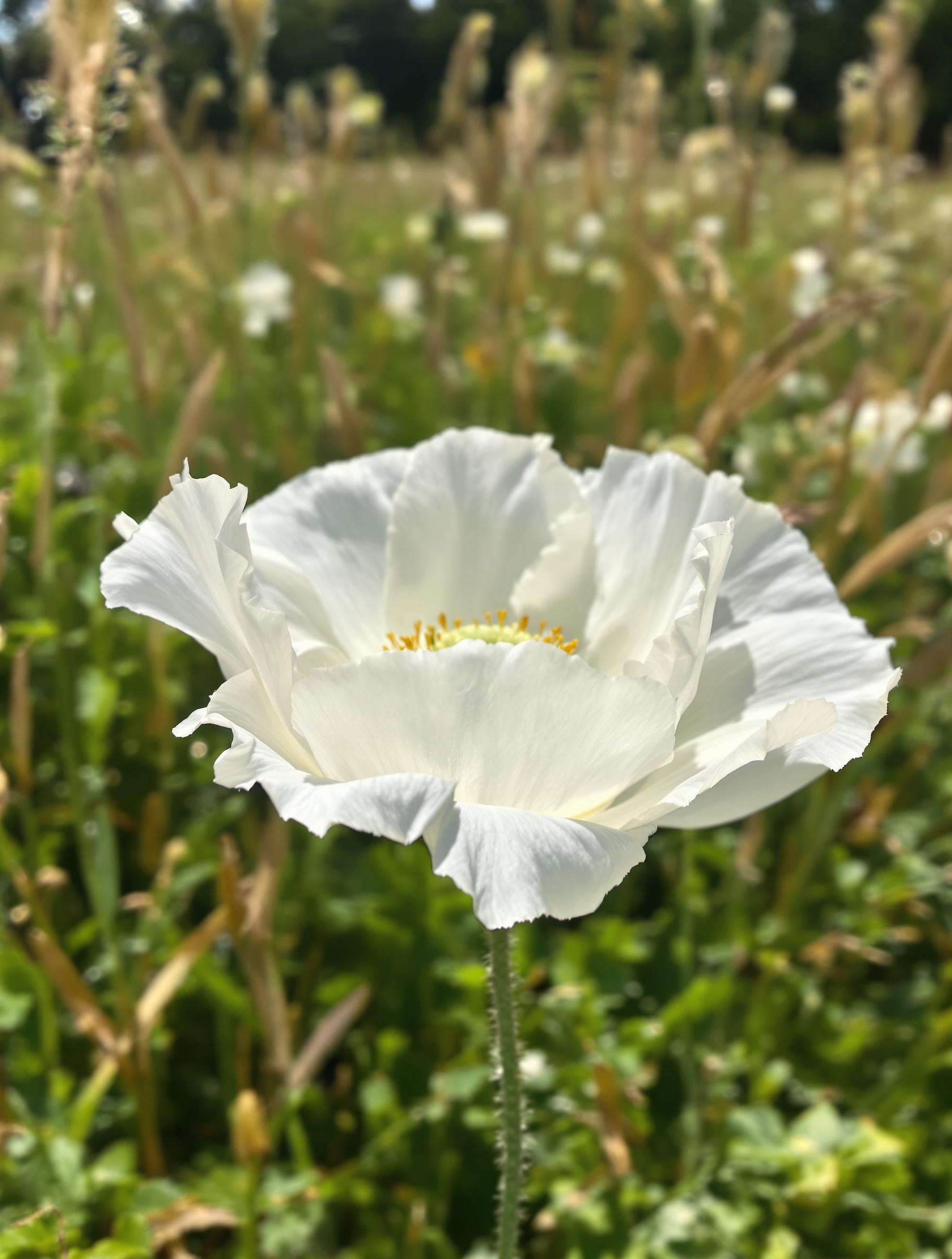 Gros plan sur les pétales blancs translucides du Papaver rhoeas var. alba dans une prairie non tondue