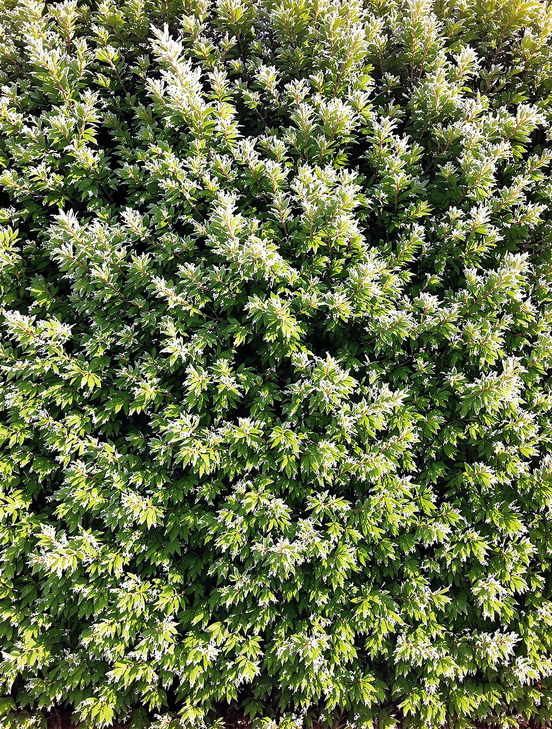 Haie de thuyas dense et verte en hiver avec gelée