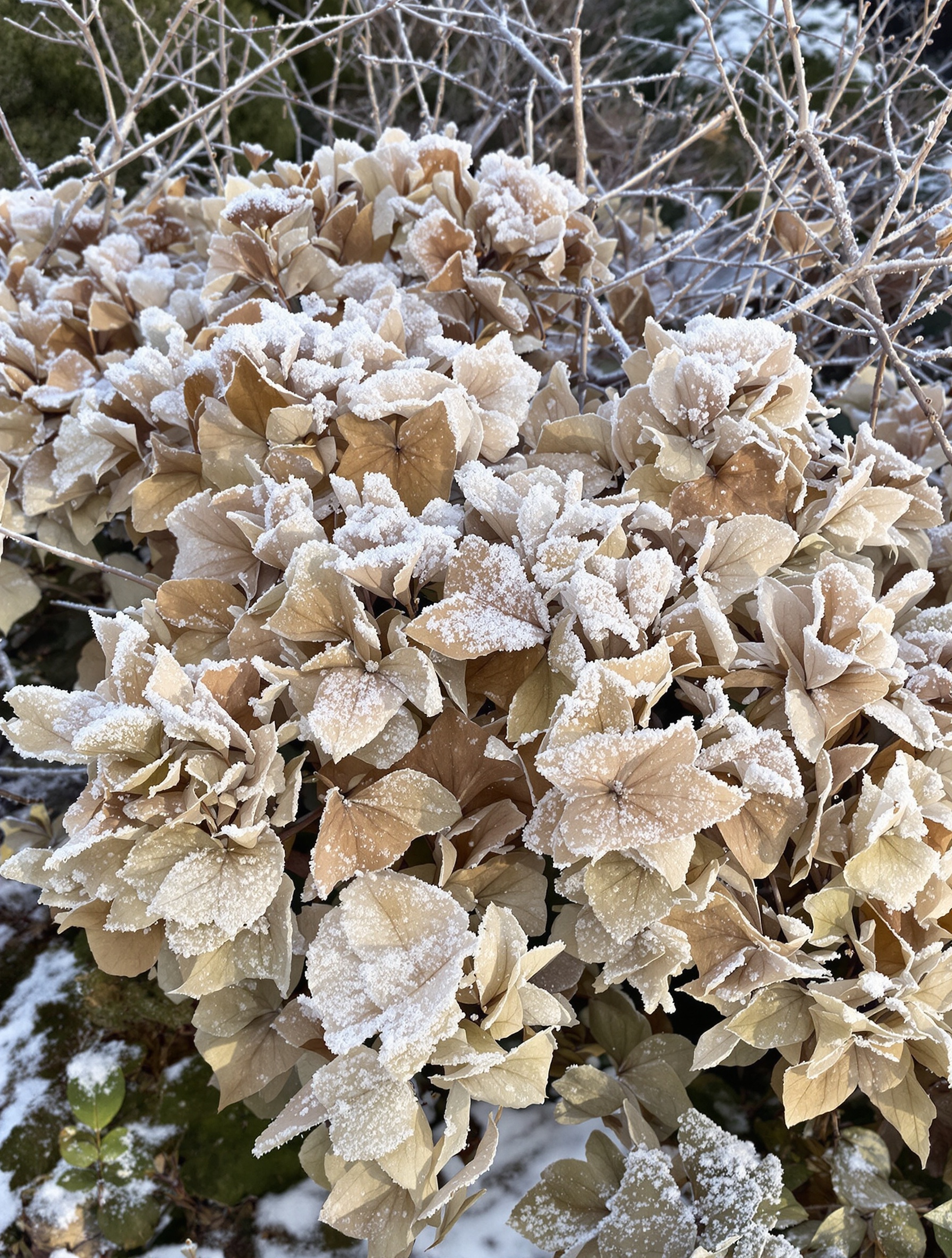 Hortensia en hiver, fleurs séchées protégées par le givre