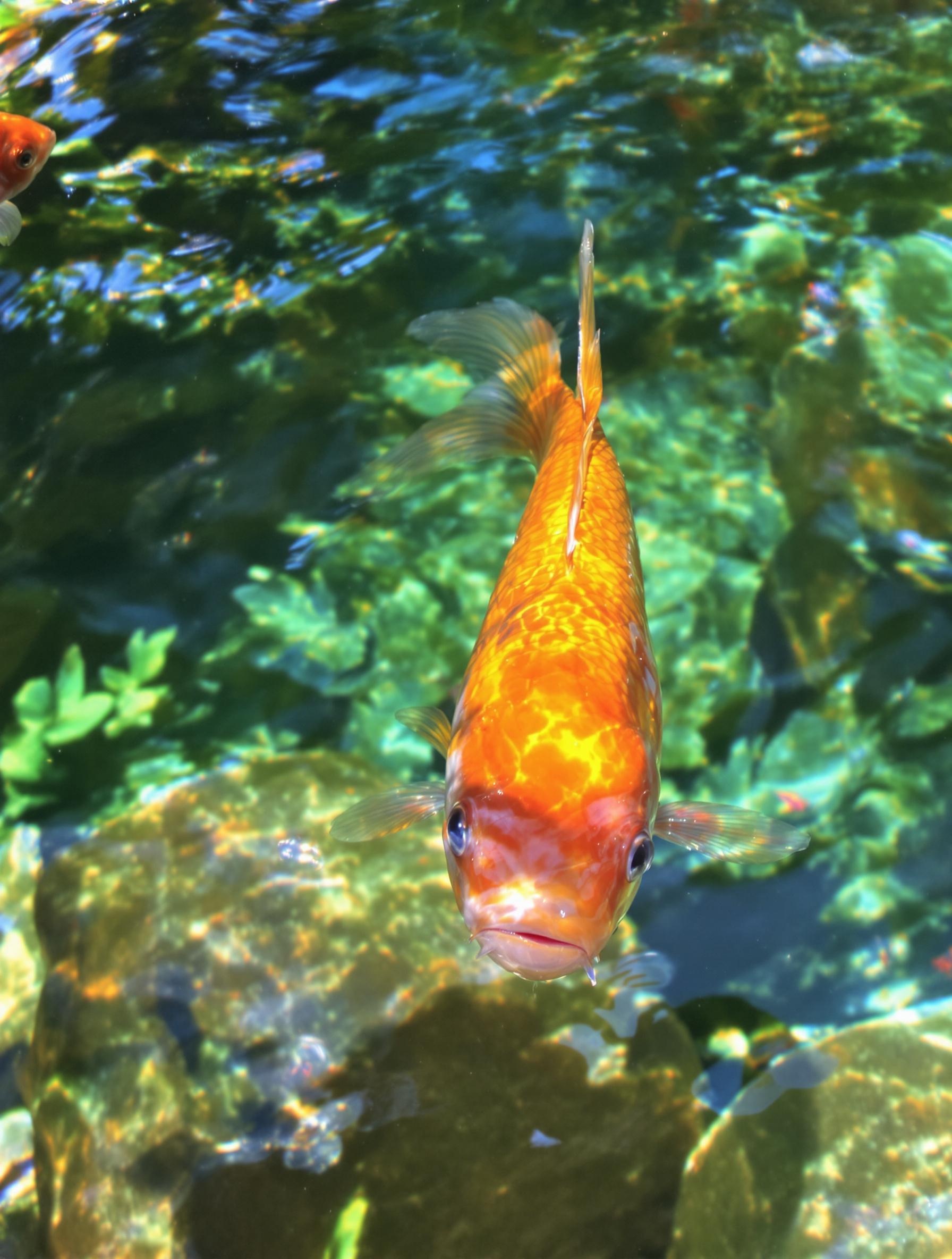 Morphologie fuselée ide mélanote couleur variée dans un bassin