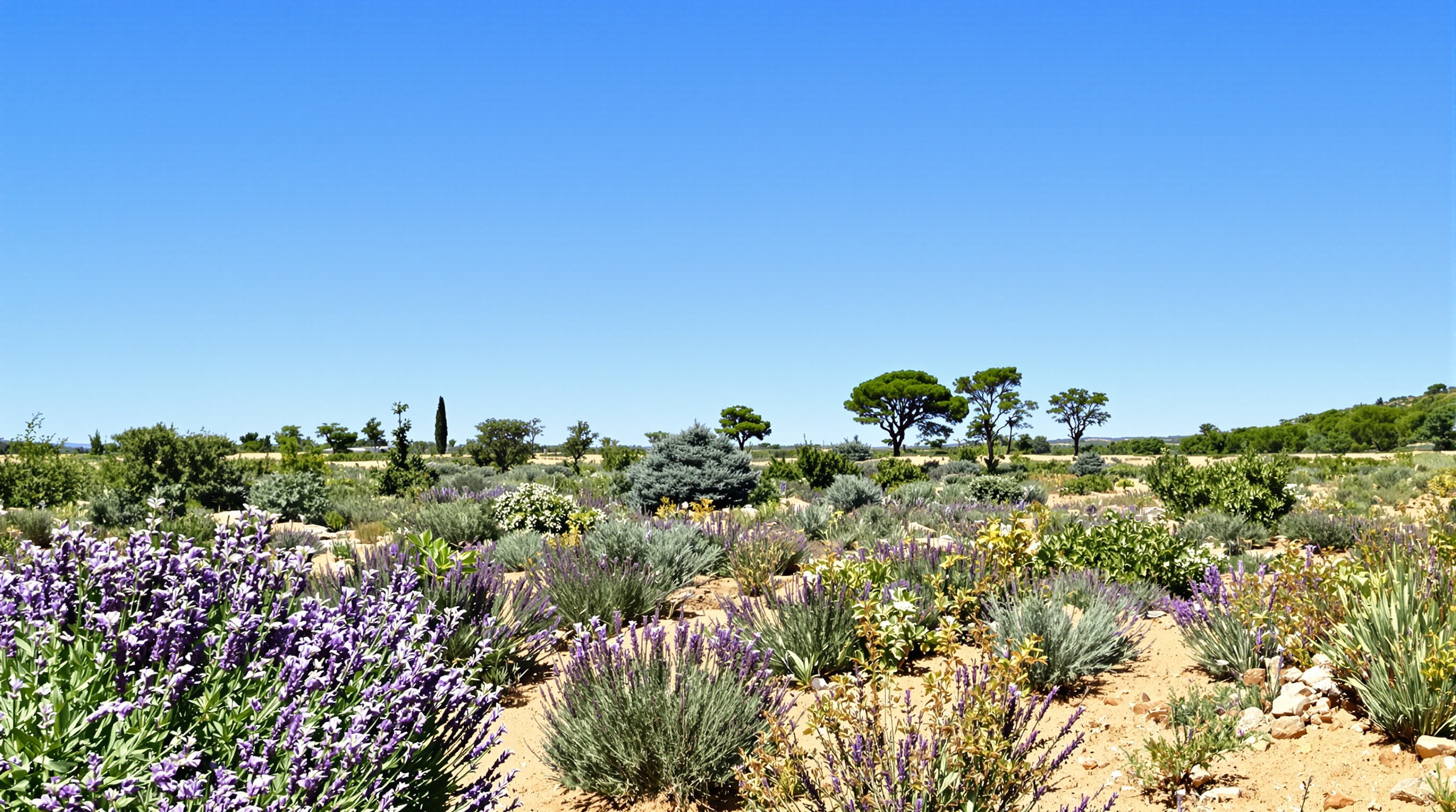 Immense jardin méditerranéen jeune pin parasol planté loin des maisons