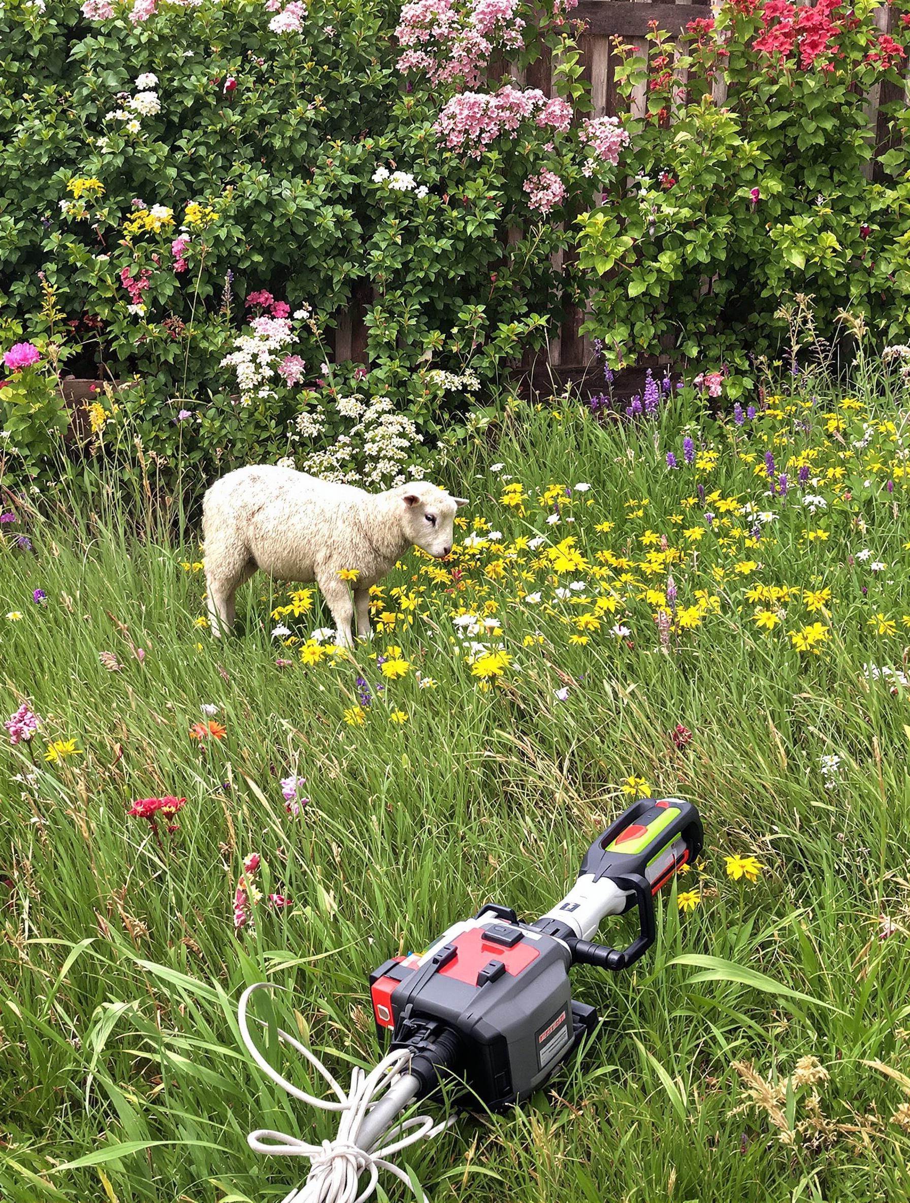Mouton nain broutant dans un jardin naturel à Saint-Louis