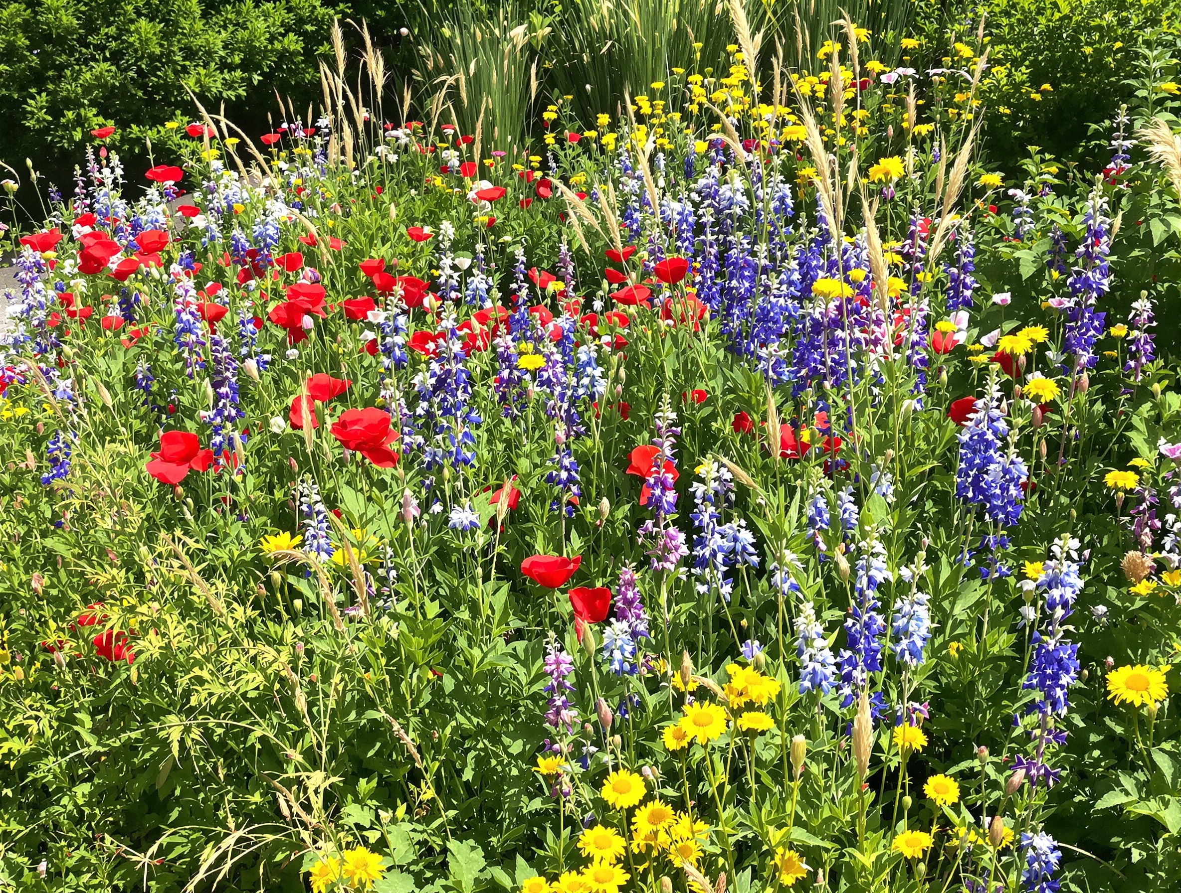 Scène de jardin sauvage français avec aubépine, coquelicots, bleuets, linaires, oseille, rhubarbe, orties et pissenlits.