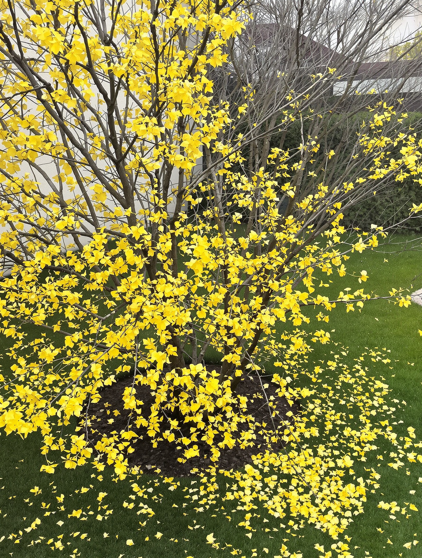 taille forsythia après floraison