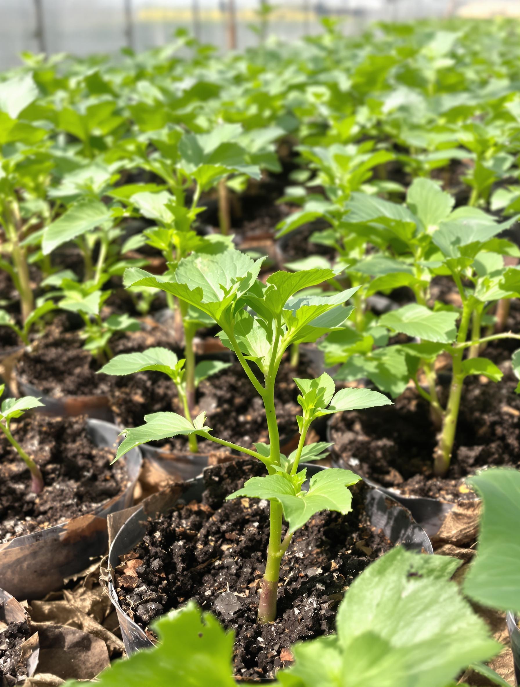 Jeunes plants d'aubergines dans des godets alignés