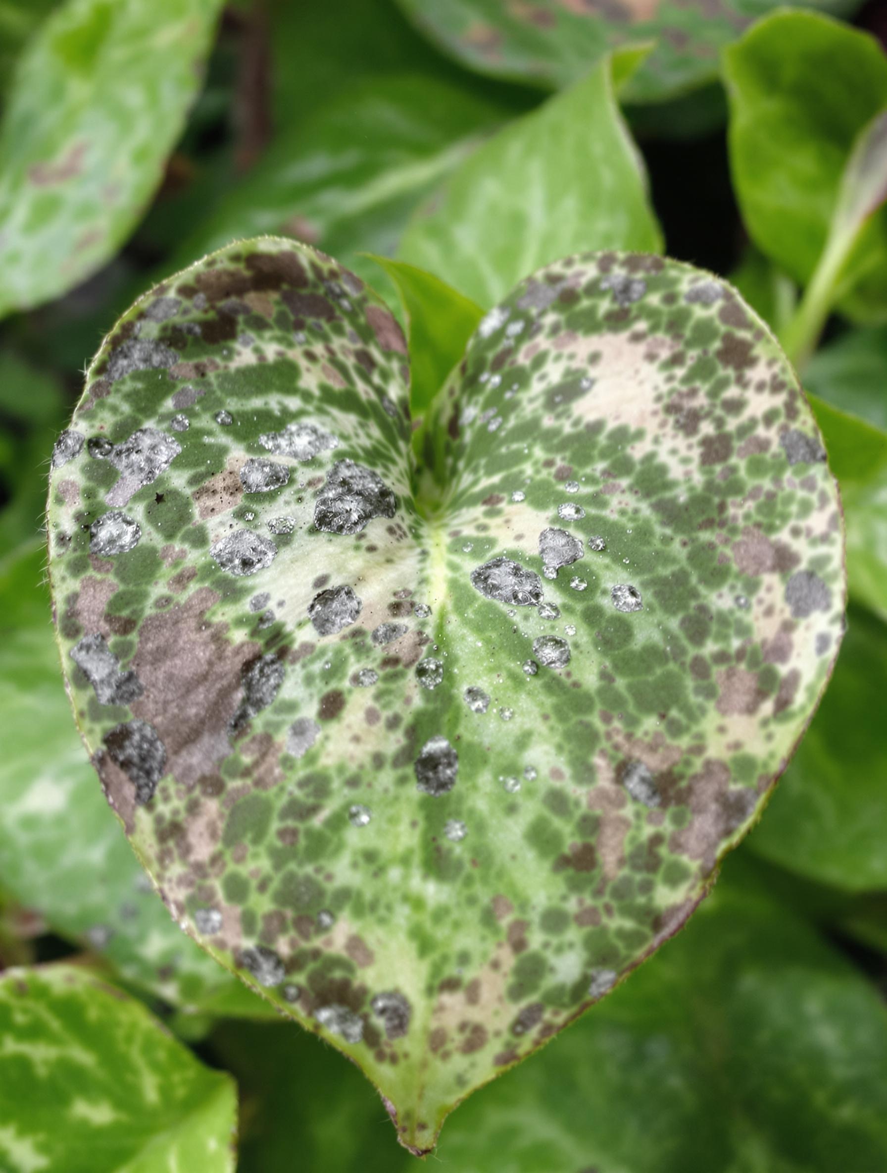 Feuille d'Impatiens de Nouvelle-Guinée montrant des signes d'attaque par le botrytis, avec des zones grisâtres visibles