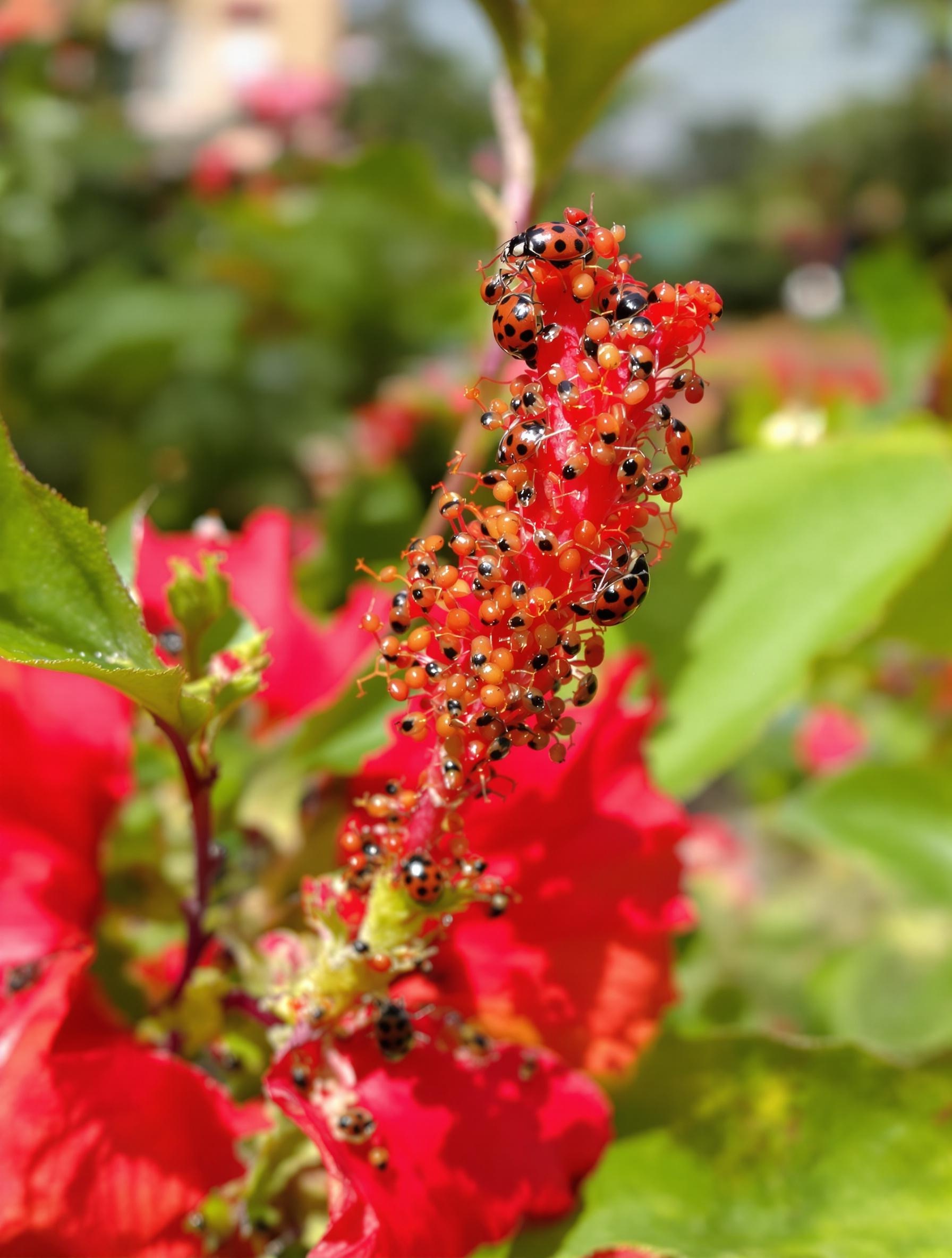 Macro d’hibiscus infesté de pucerons, coccinelles sur feuille