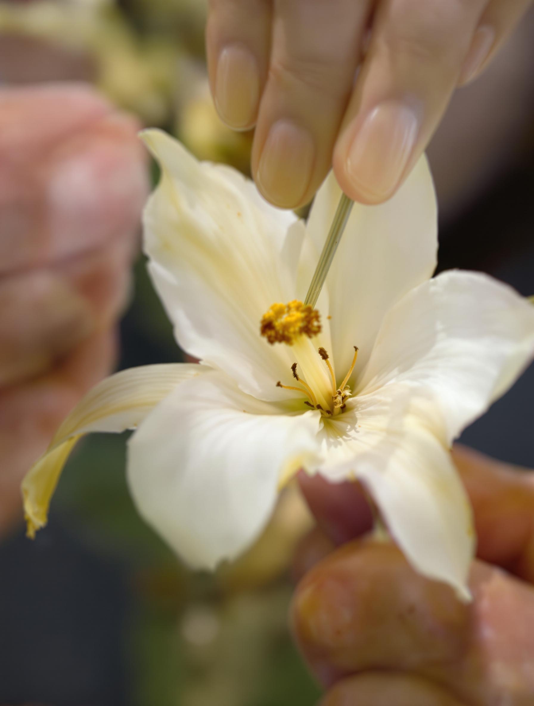 Pollinisation manuelle d’une fleur de Vanilla planifolia, cure-dent samouraï en action