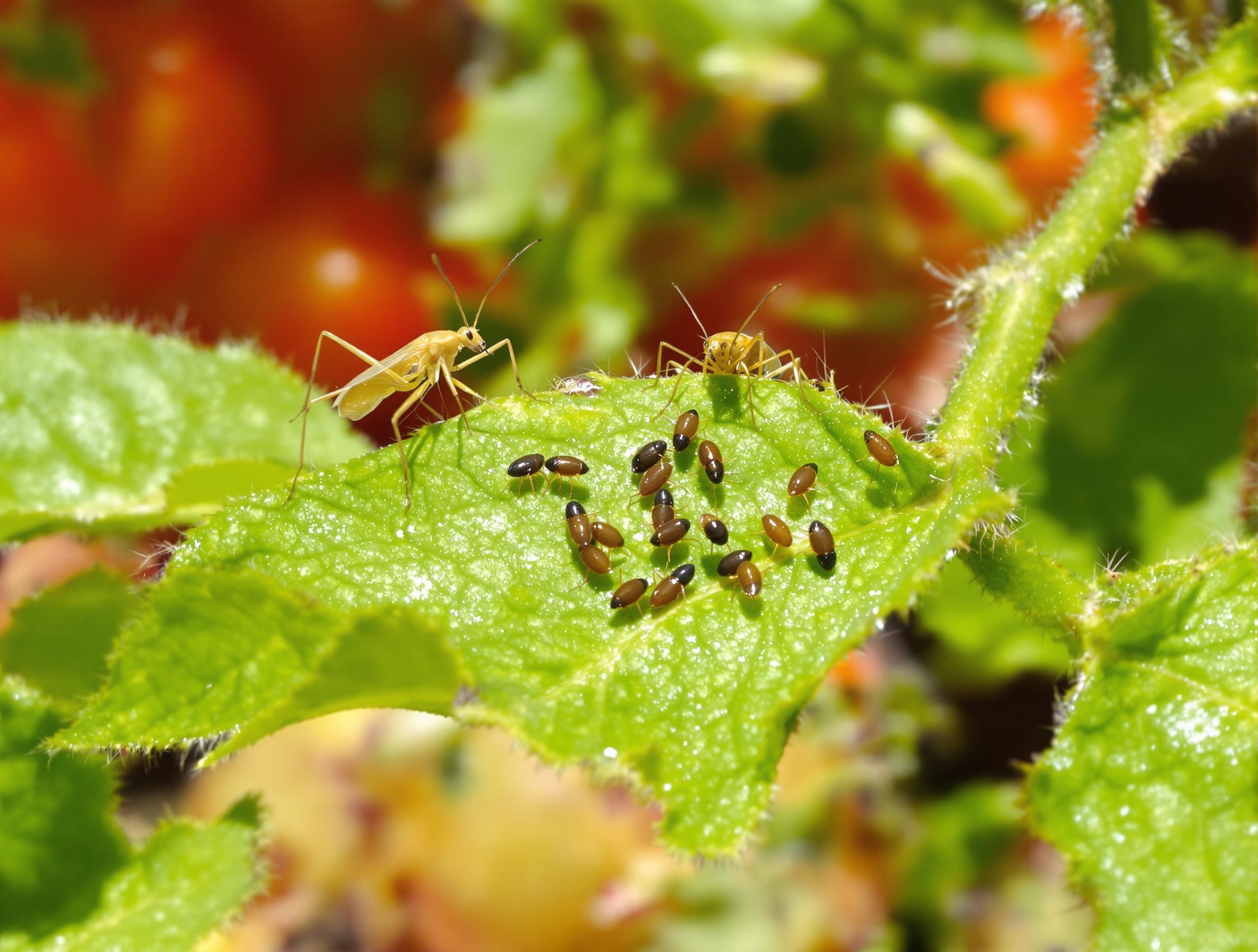 Punaises prédatrices chassant des pucerons sur une feuille de tomate