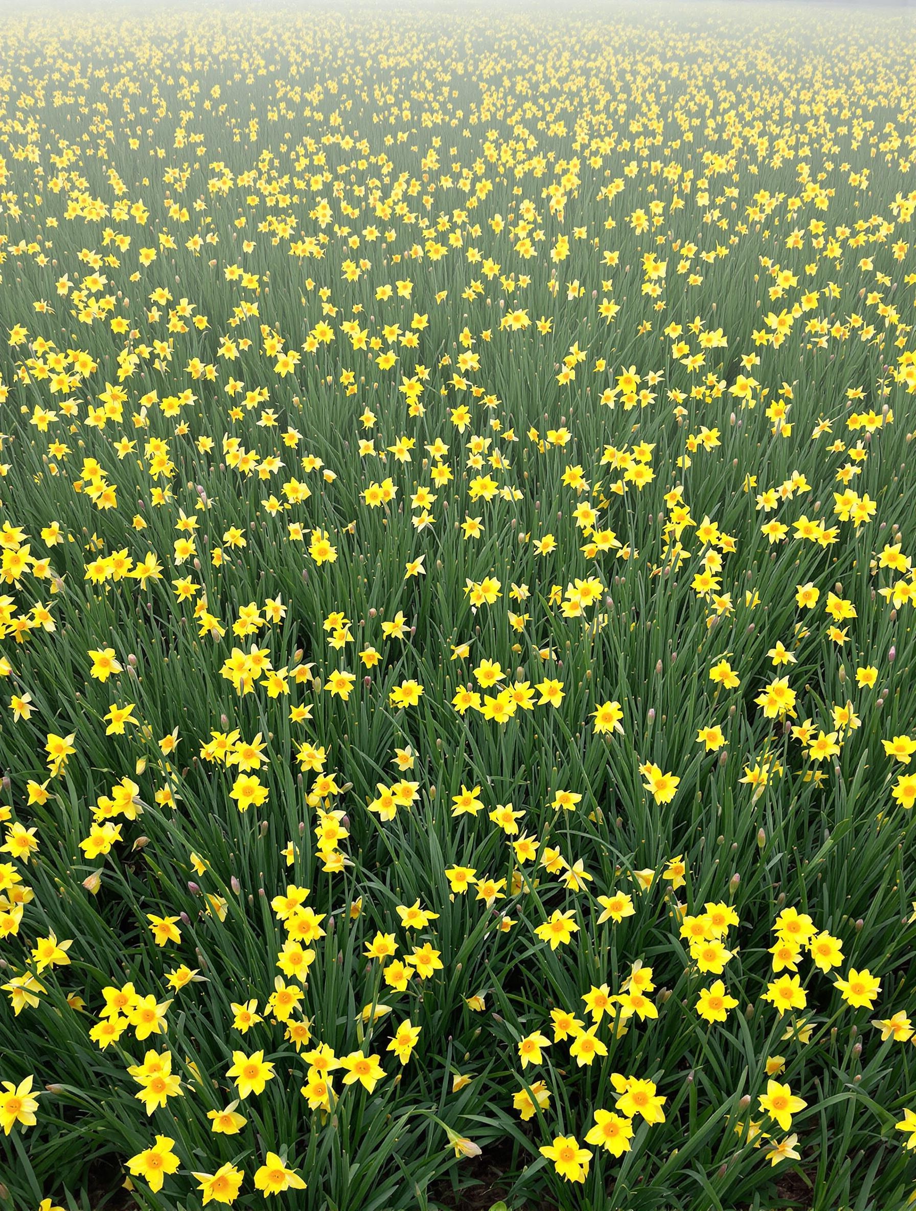 Massif de narcisses naturalisés dans une pelouse printanière.