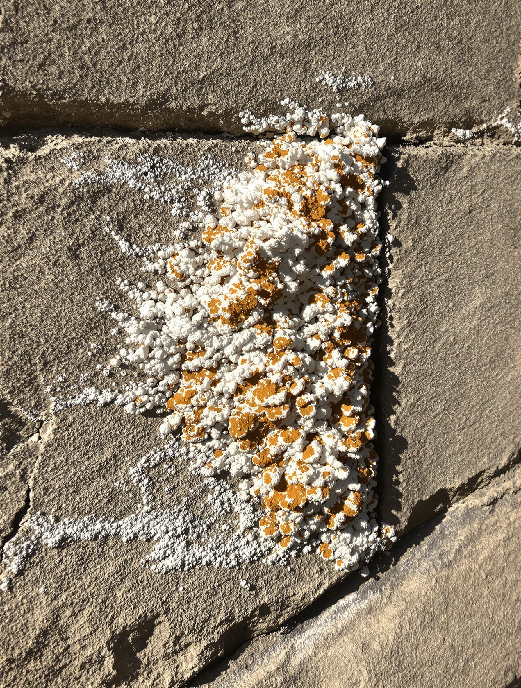 Mur en pierre avec mérule – filaments blancs, nuances orangées et fissures