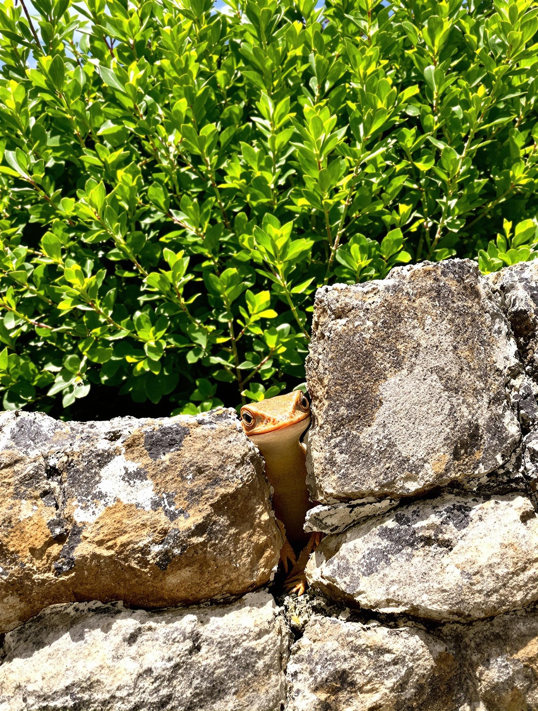 Petit muret de pierres sèches dans un potager anarchique, abritant un gecko, plantes de citronnelle en arrière-plan.