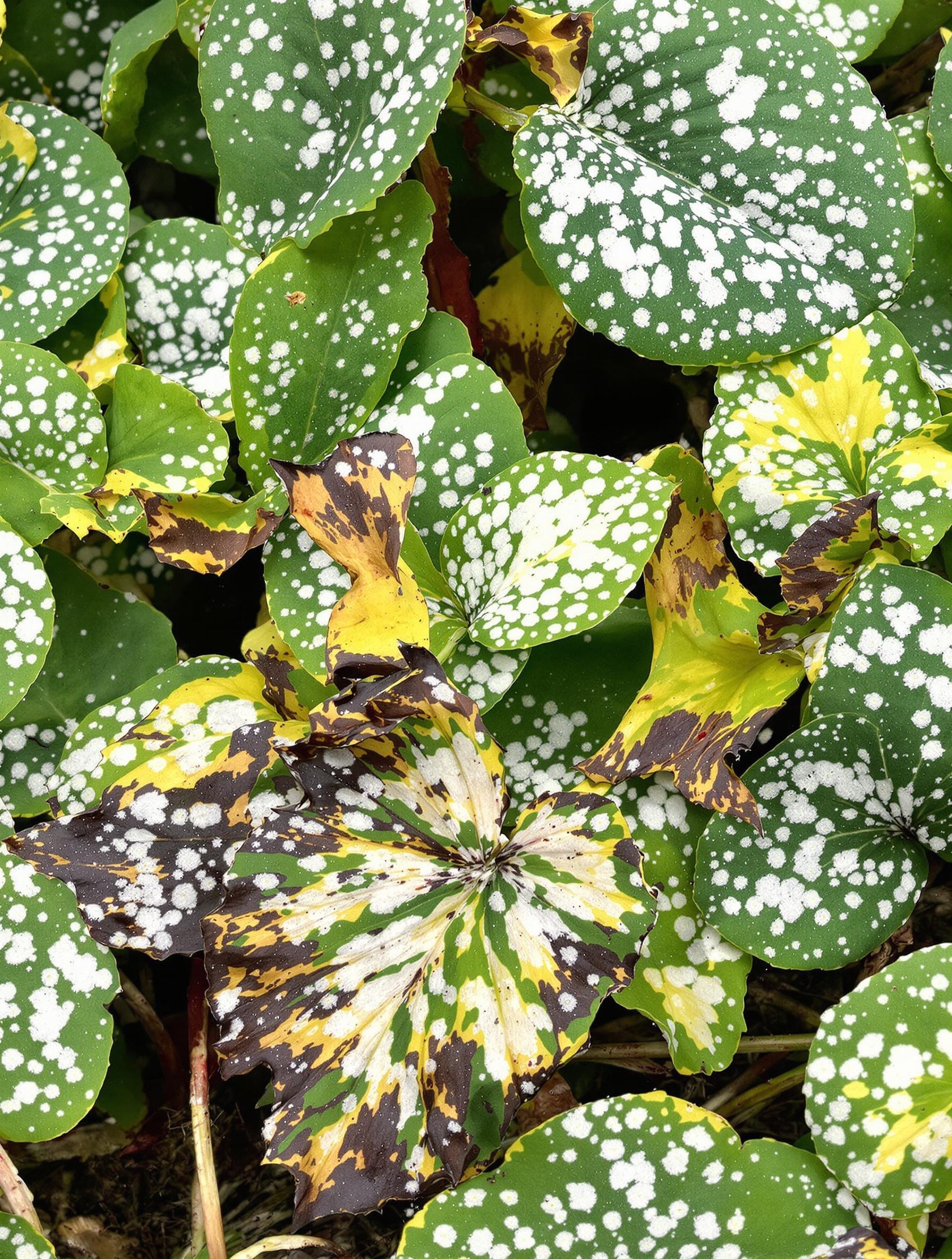 Feuilles de myosotis montrant des signes d’oïdium et de jaunissement.