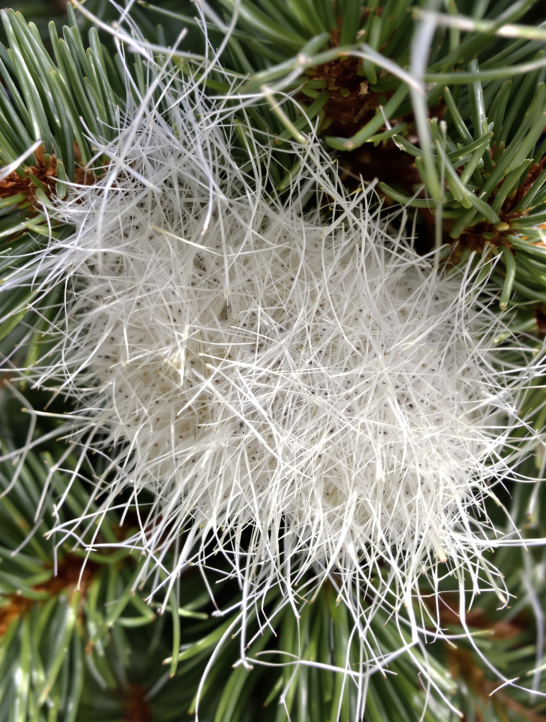 Nid d'hiver blanc et soyeux de chenilles processionnaires dans un pin
