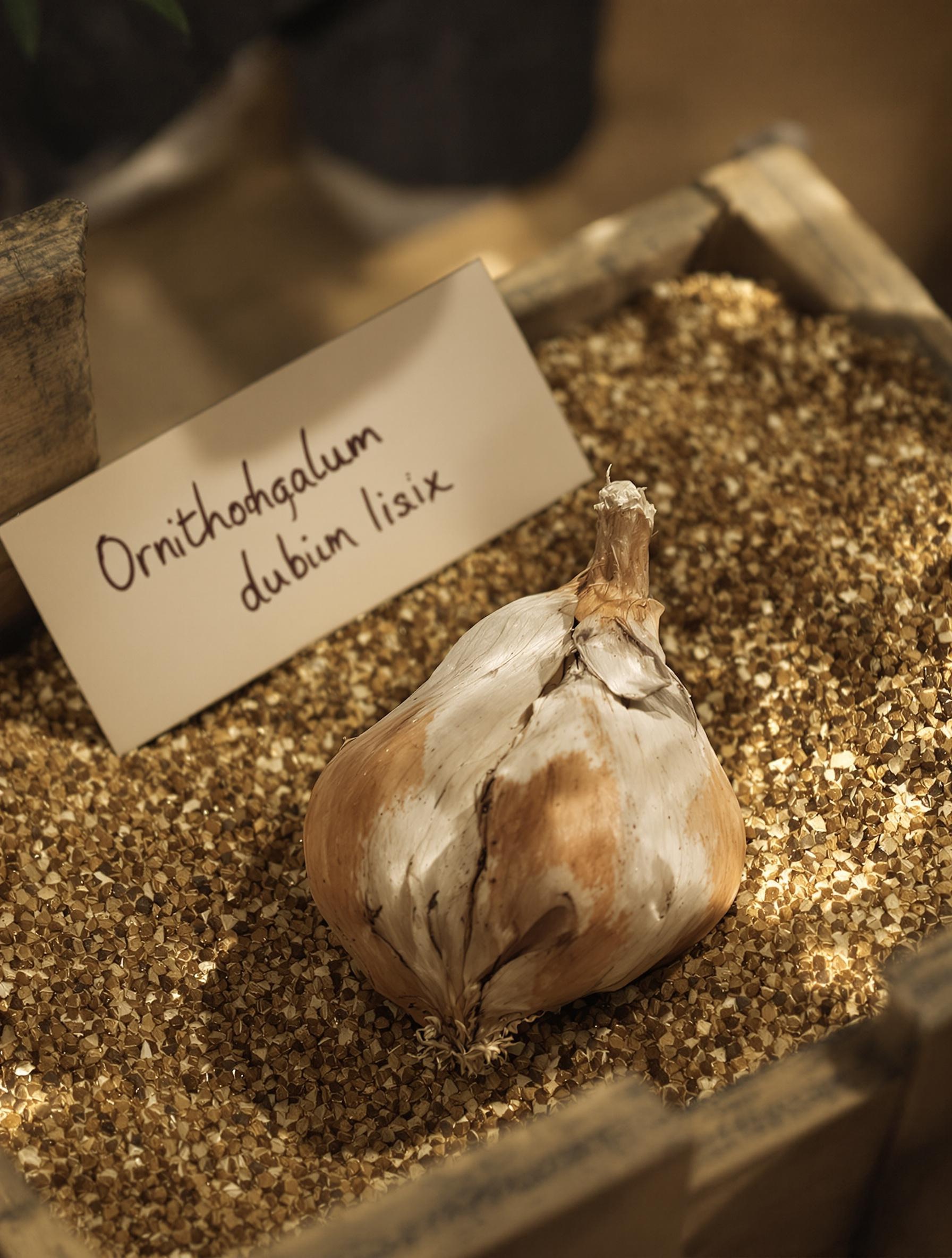 Bulbe Ornithogalum dubium dormant dans caisse sableuse ambiance hiver jardinier