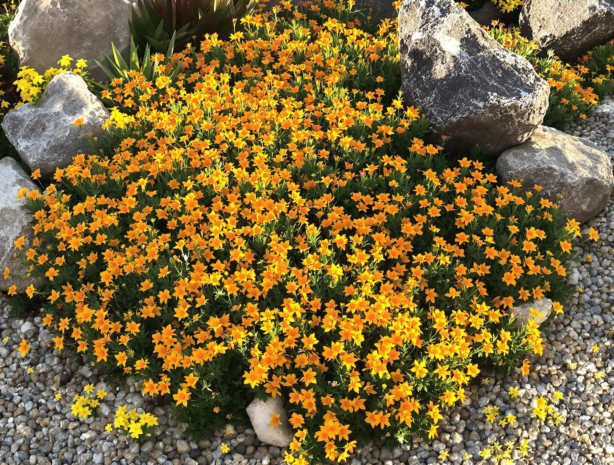 Ornithogalum dubium rocaille sèche avec sedums et iris nains jaune