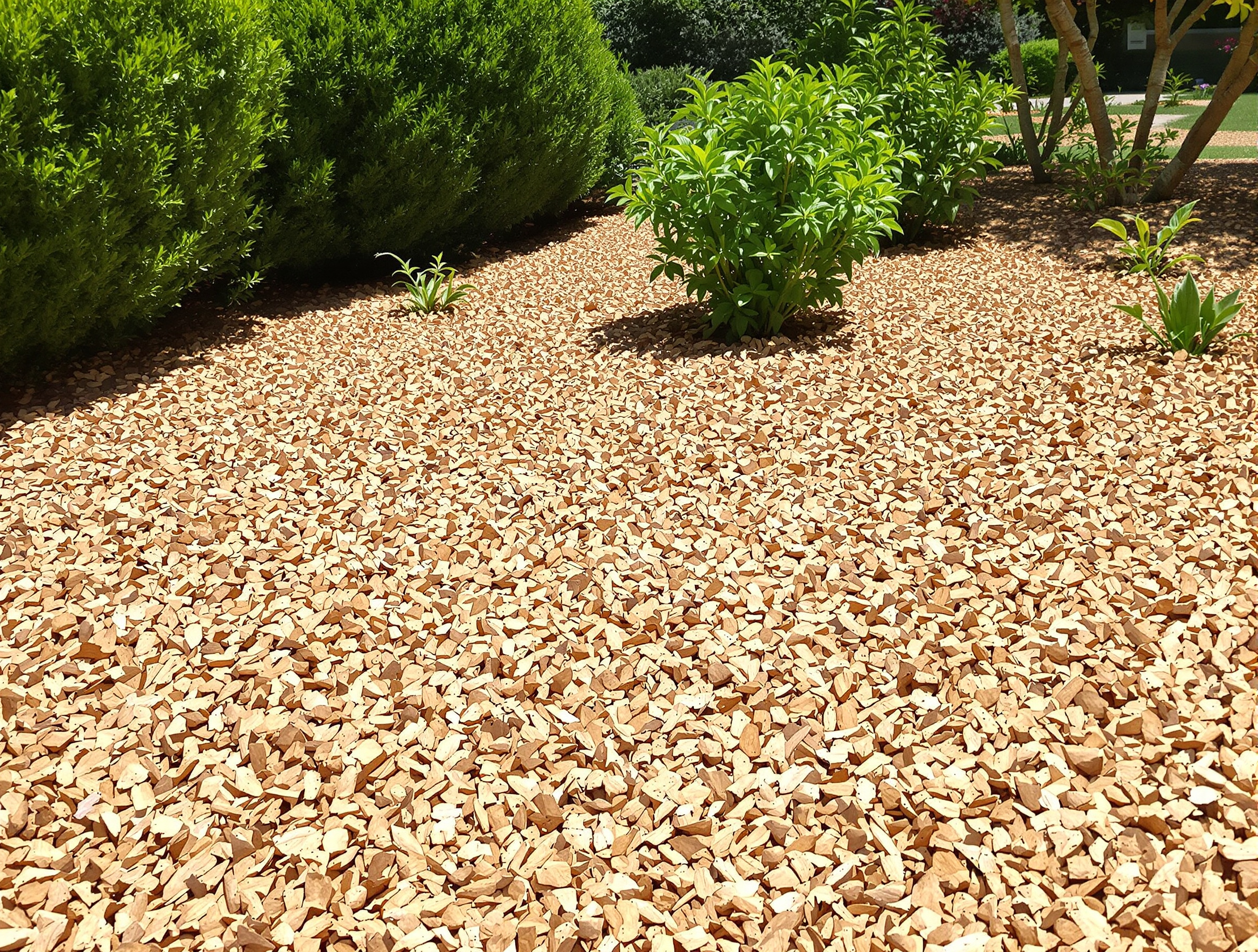 Exemple d'un paillage efficace avec des copeaux de bois (BRF) dans un massif.