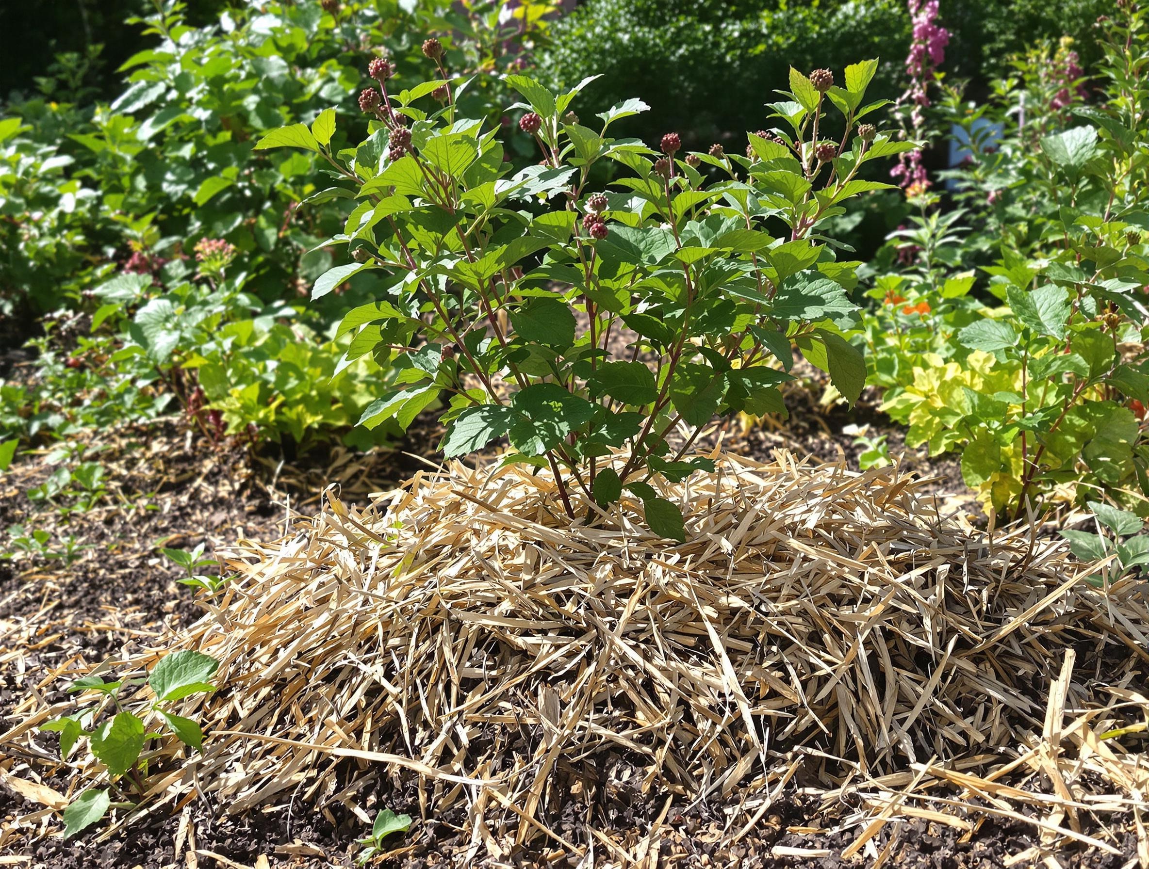 Paillis organique autour du groseillier pour conserver l’humidité