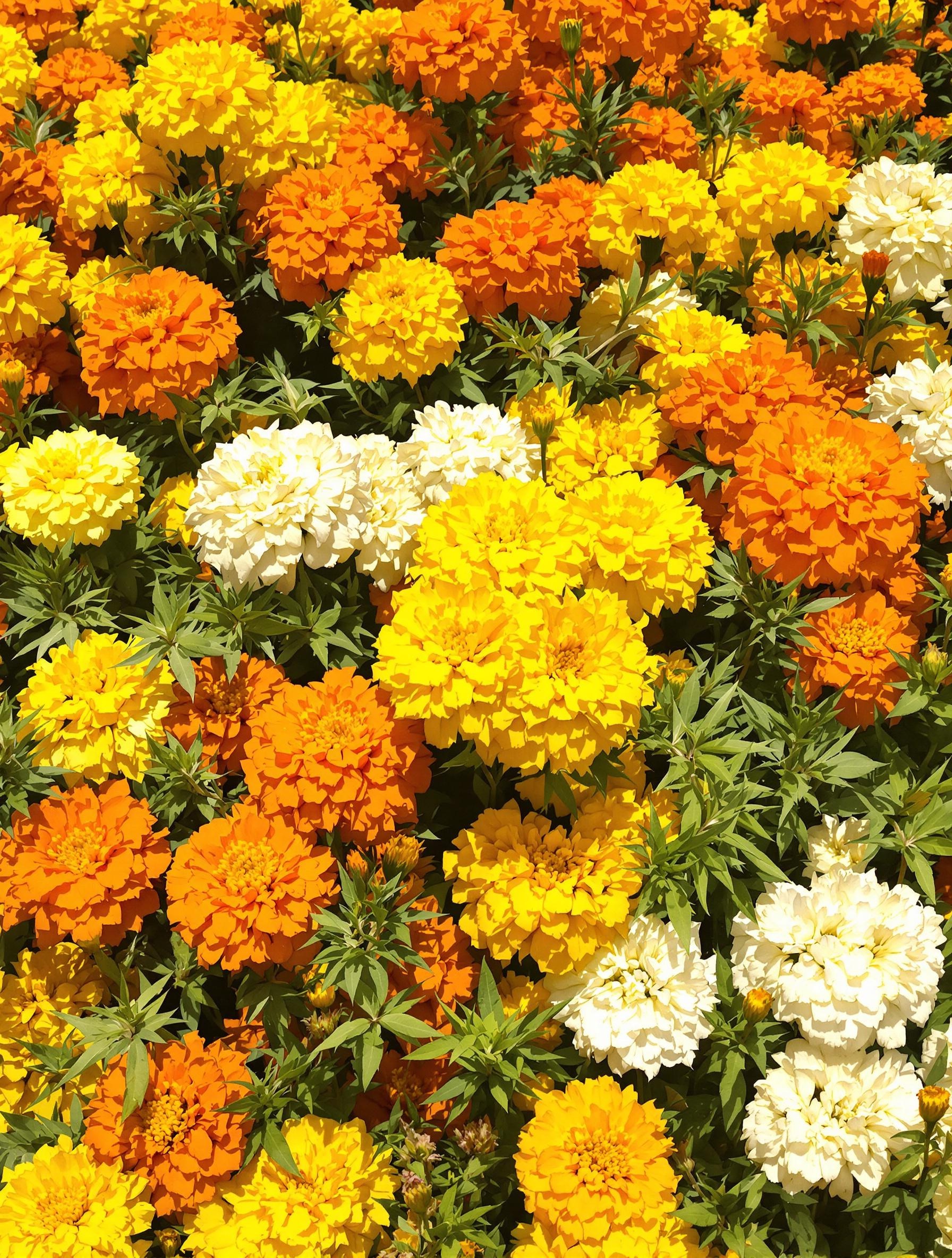 Palette de Roses d'Inde aux couleurs éclatantes
