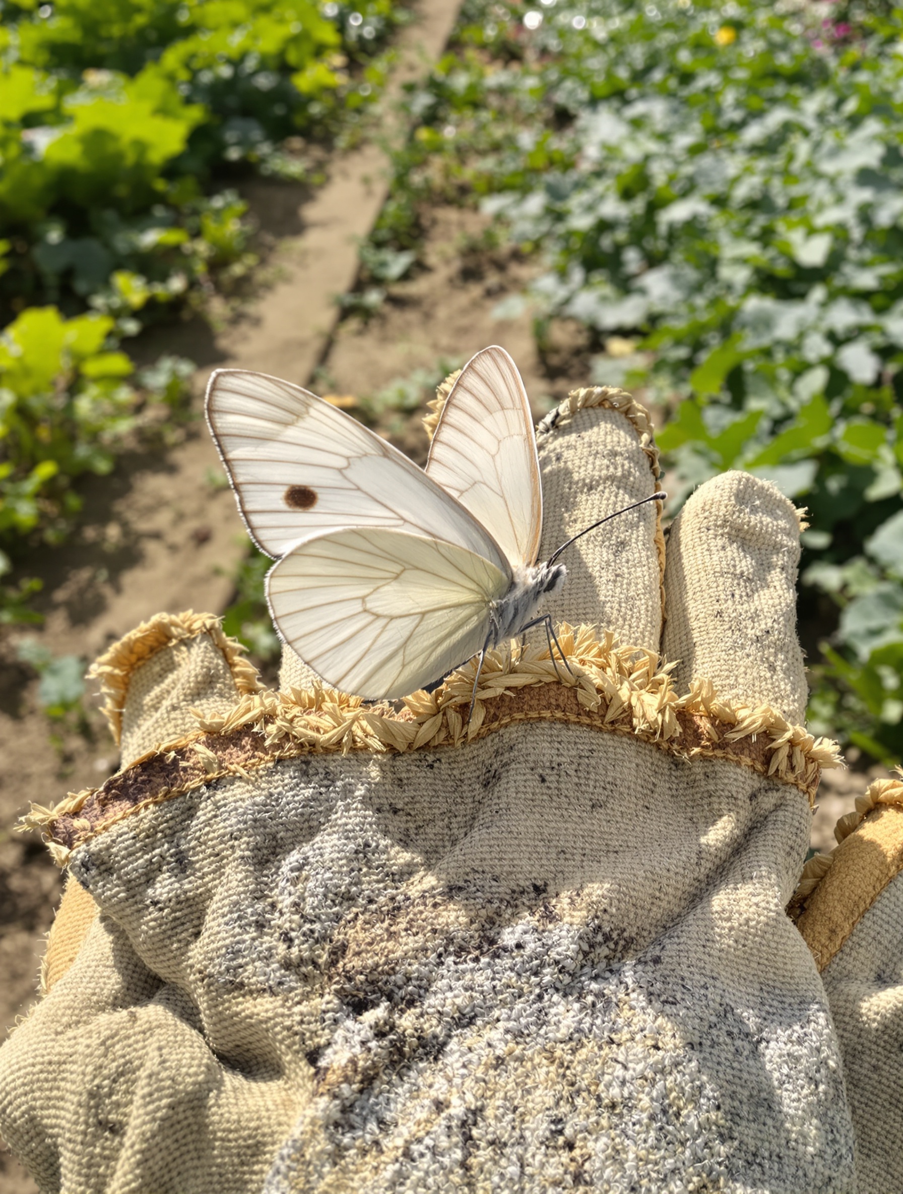 Papillon blanc perché sur un gant de jardin, potager en arrière-plan