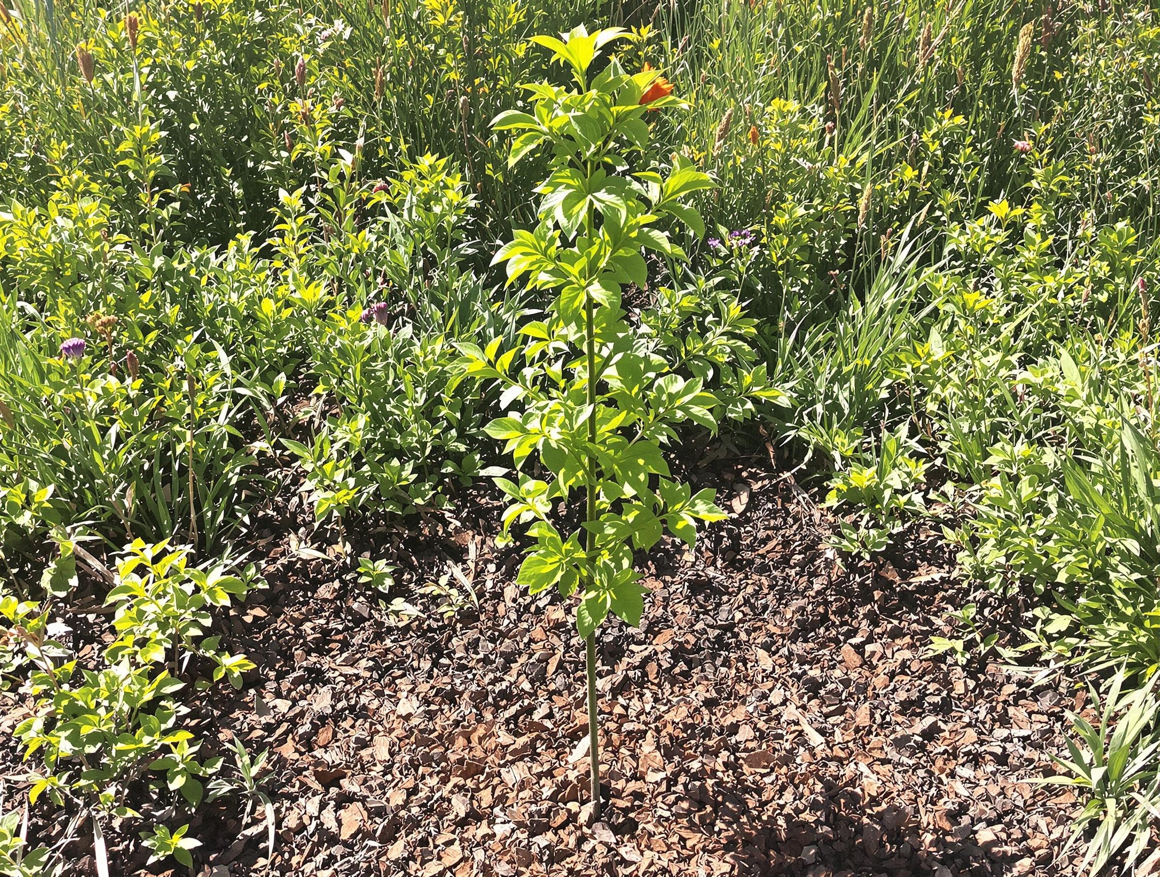 Pêcher jeune planté en plein soleil, entouré de paillage bien tassé dans un jardin anarchique