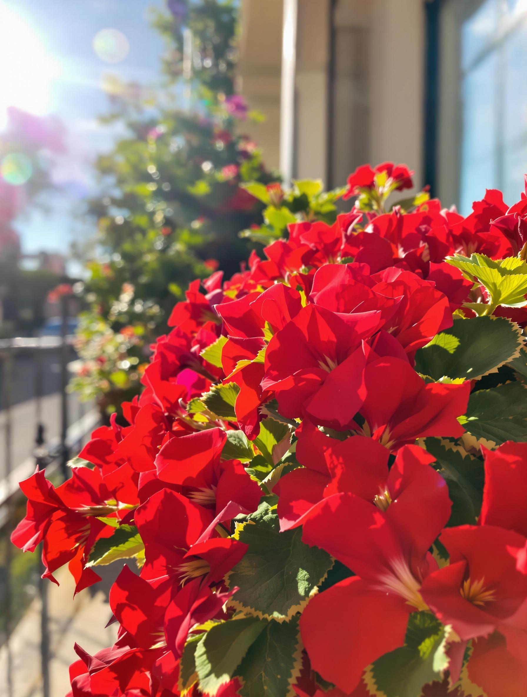 Pelargonium zonale rouge éclatant sur balcon en plein soleil
