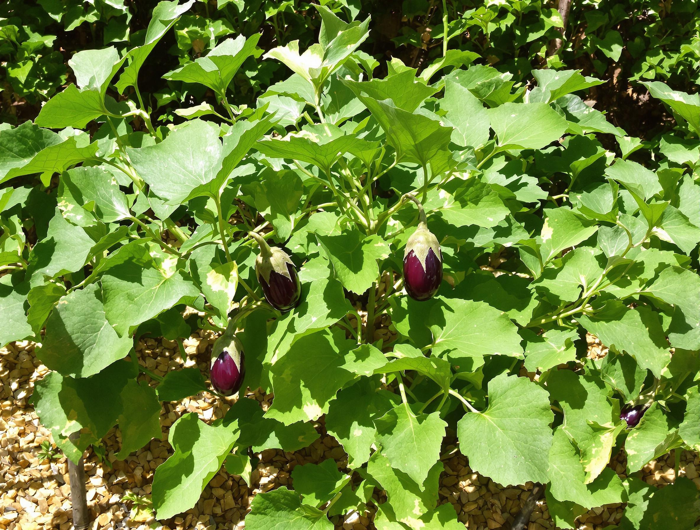Plant d'aubergine luxuriant sous le soleil et protégé du vent