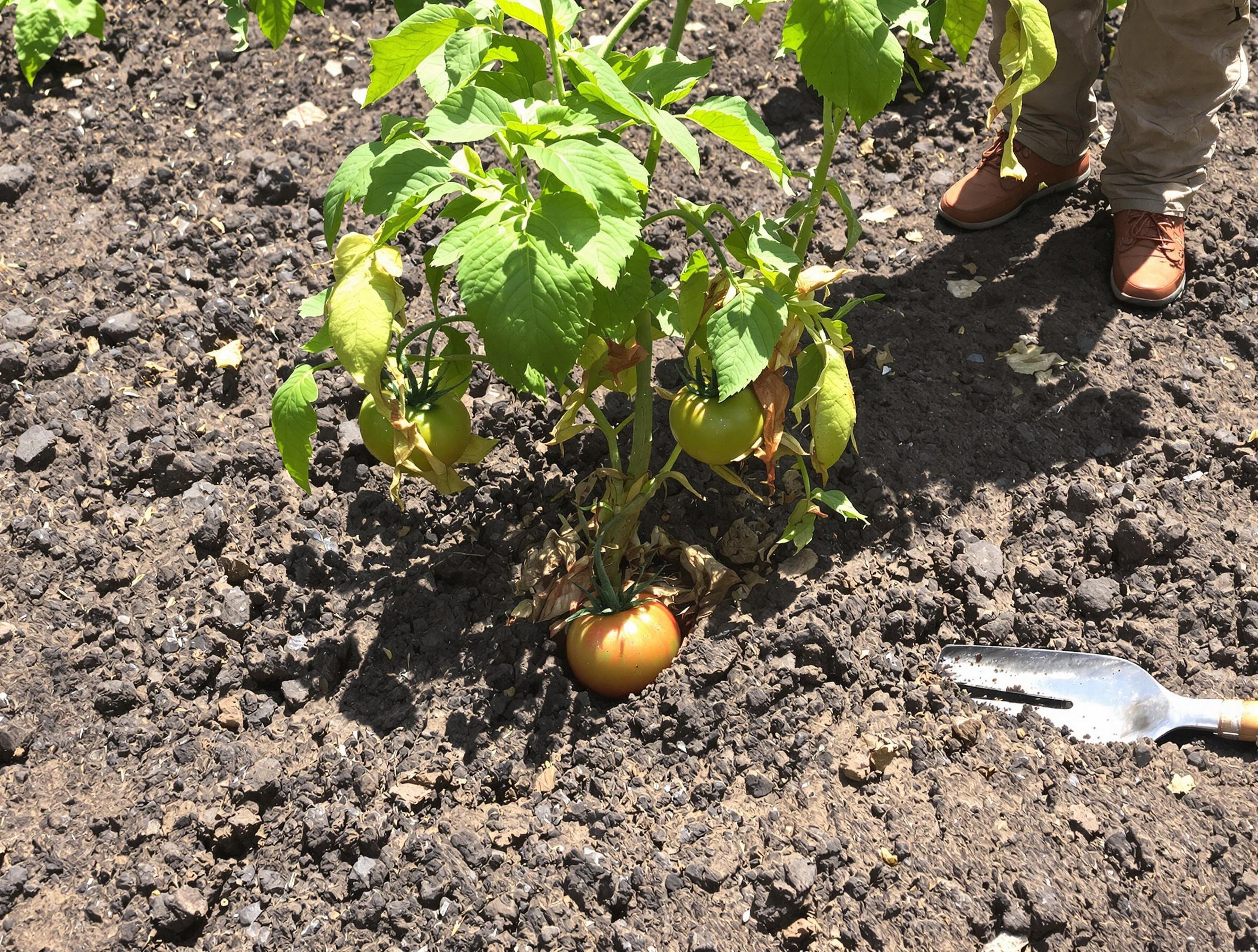 Plant de tomate malheureux avec un collet enterré trop profondément