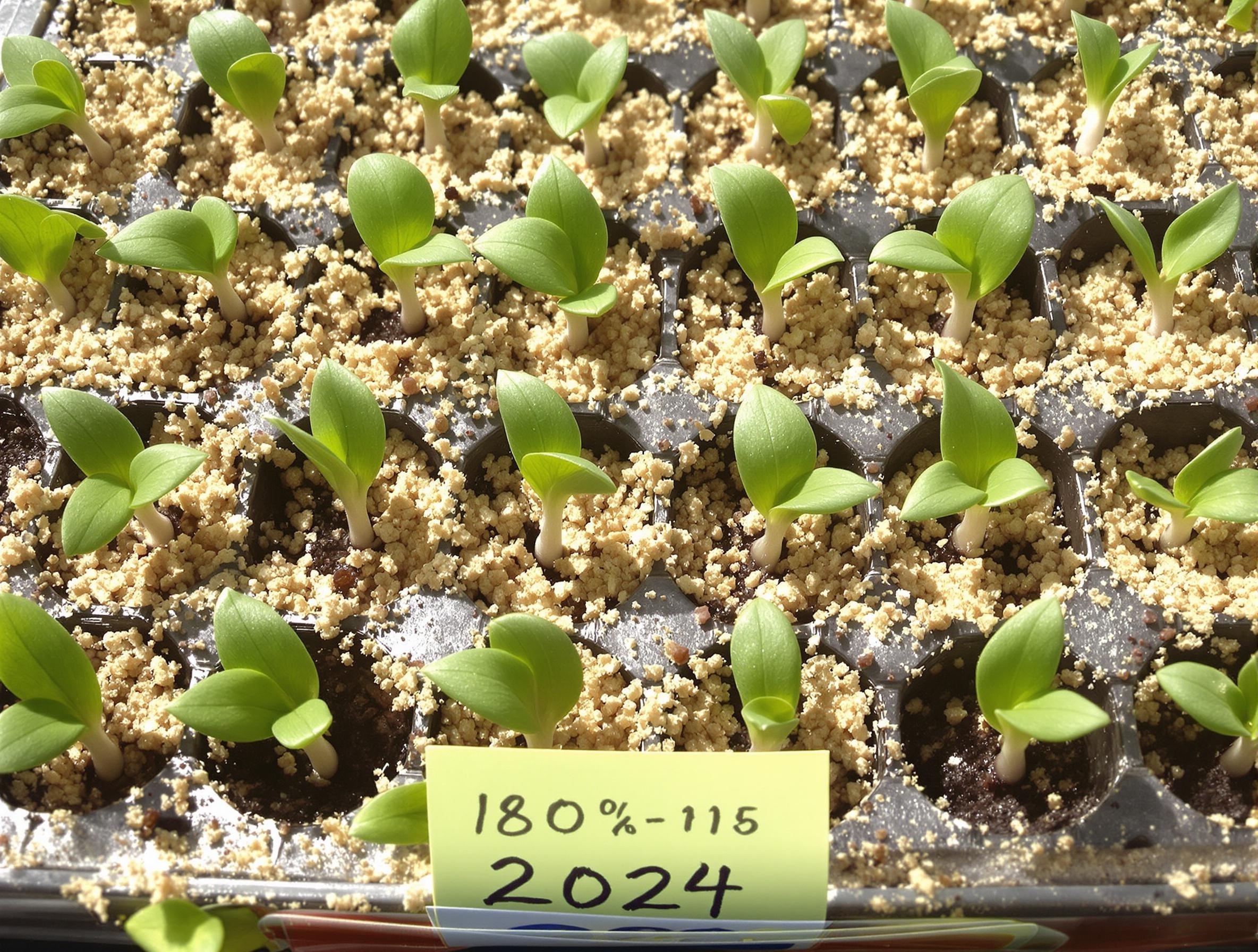 Plateau semis graines Ornithogalum dubium substrat sableux tous stades